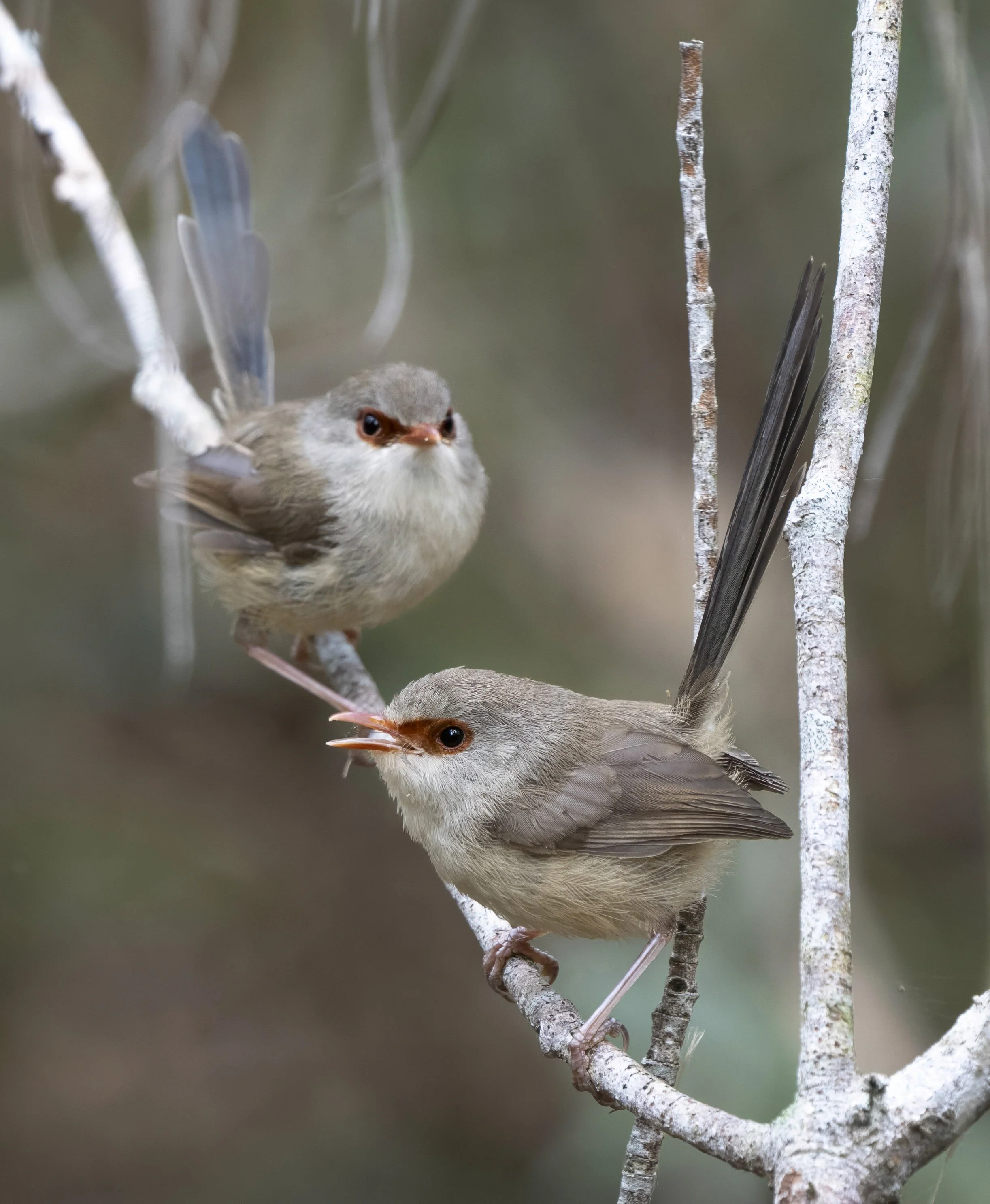 Variegated Fairywren
