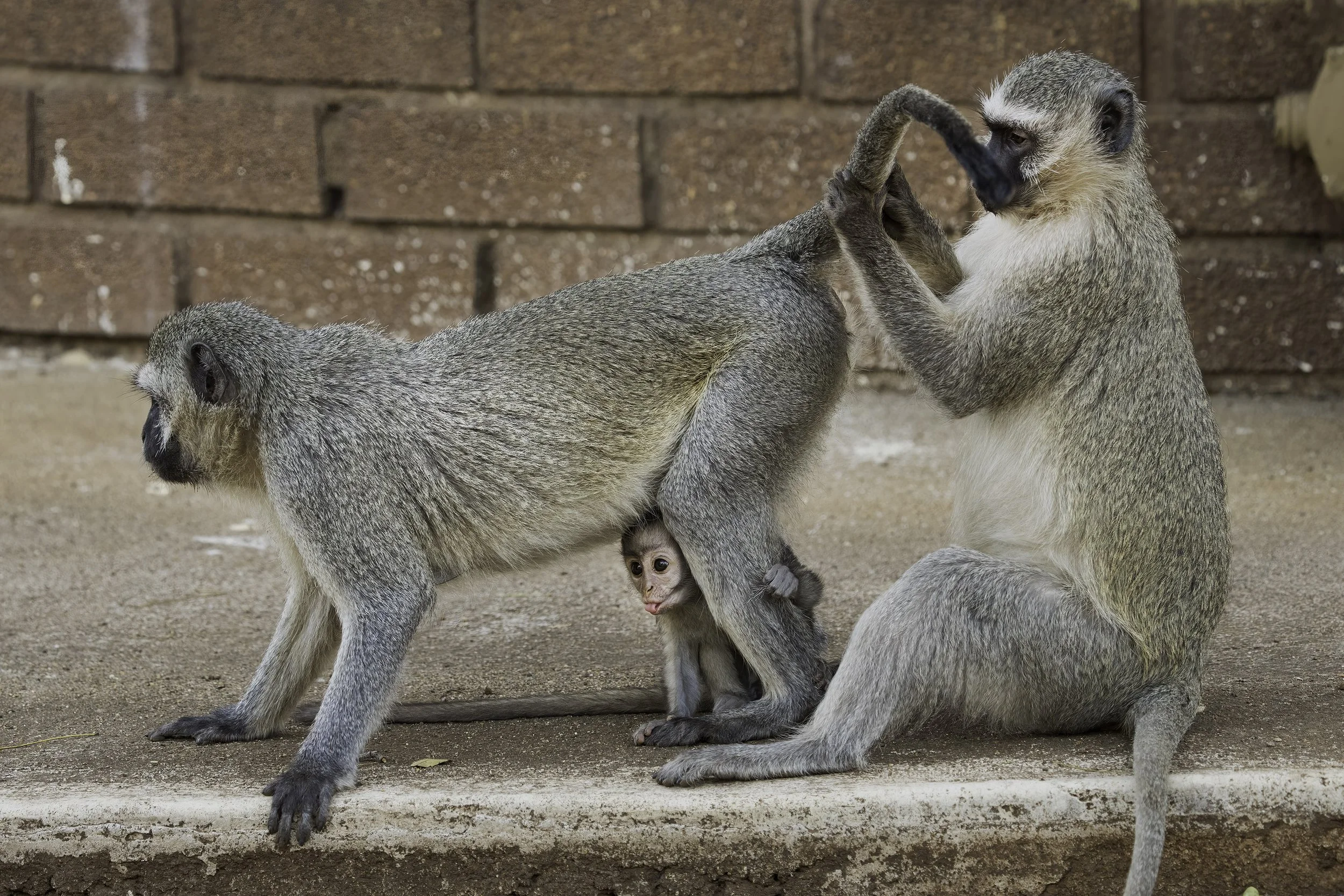Vervet Monkey