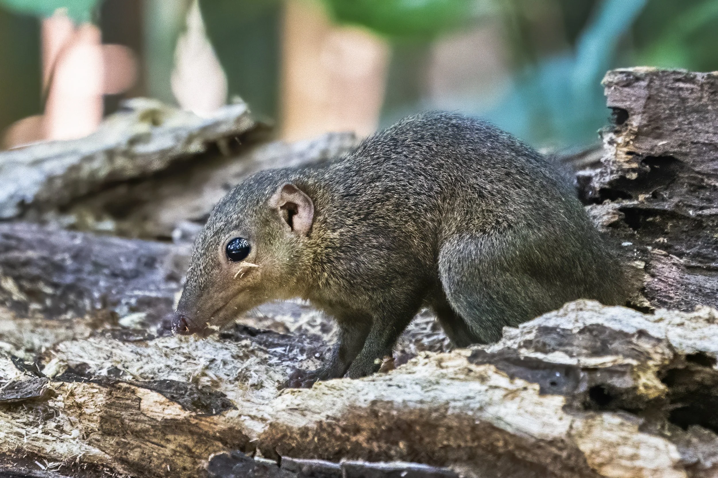 Northern Treeshrew, Vietnam