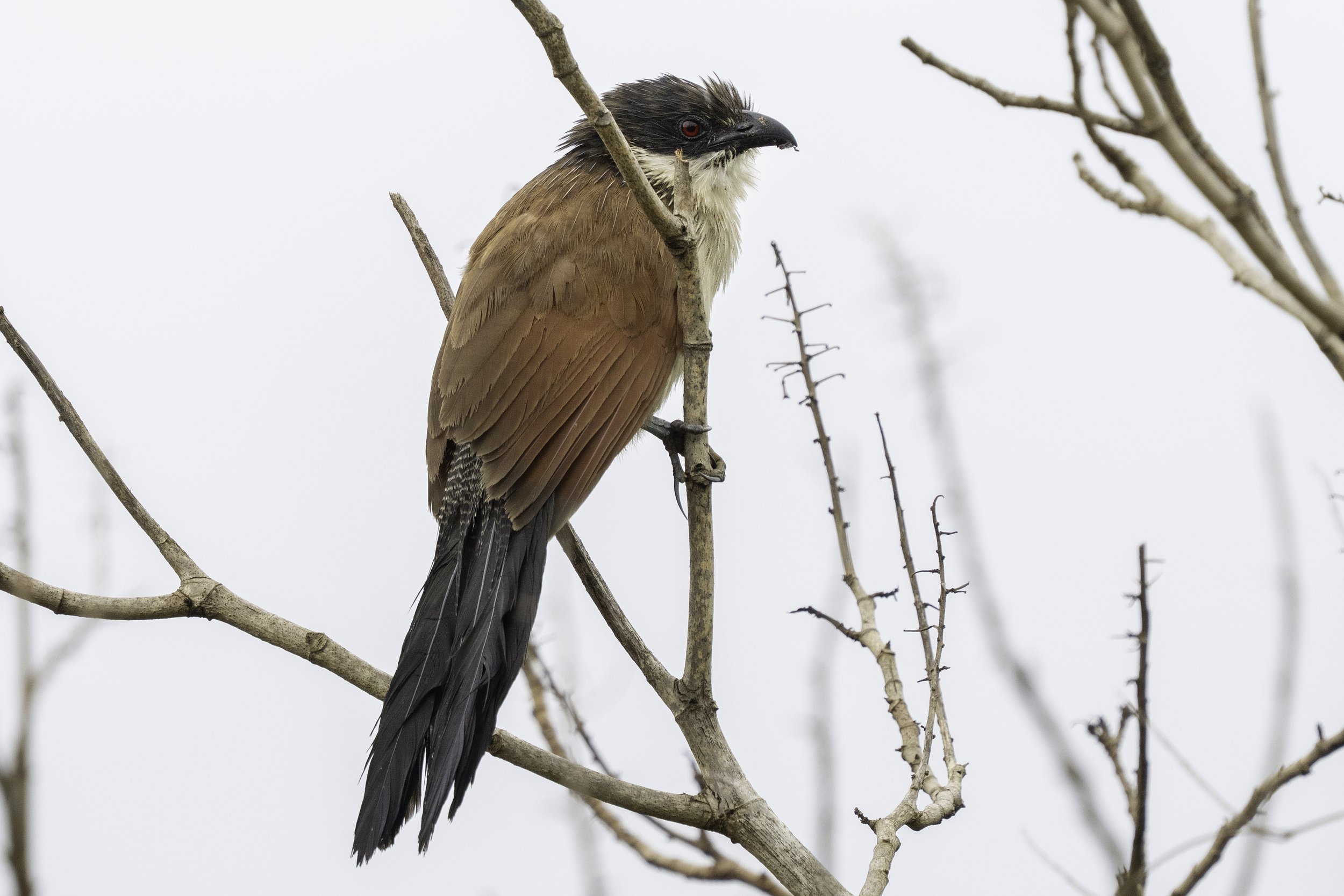 Burchell's Coucal