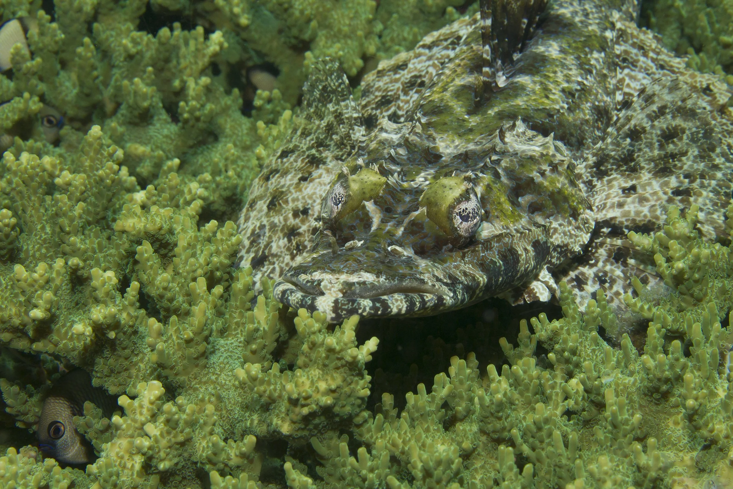 Halmahera_IMG_2857.jpg