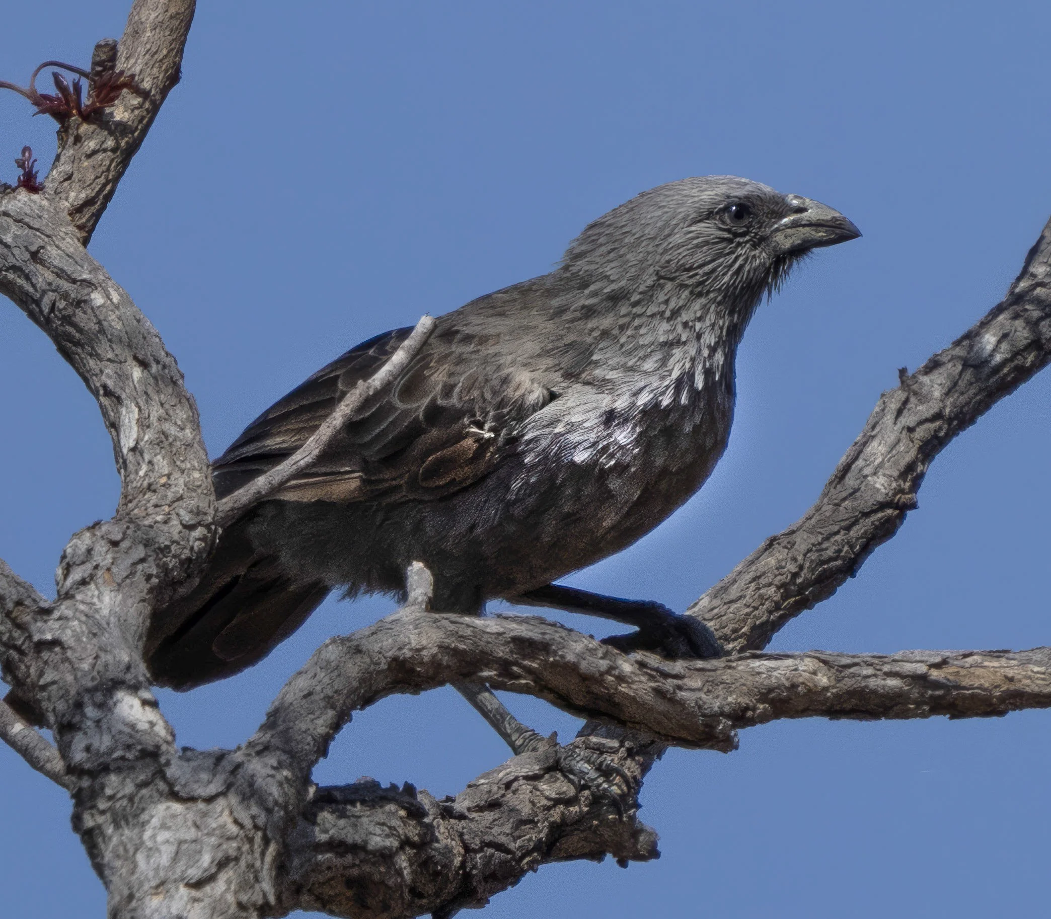 Apostlebird