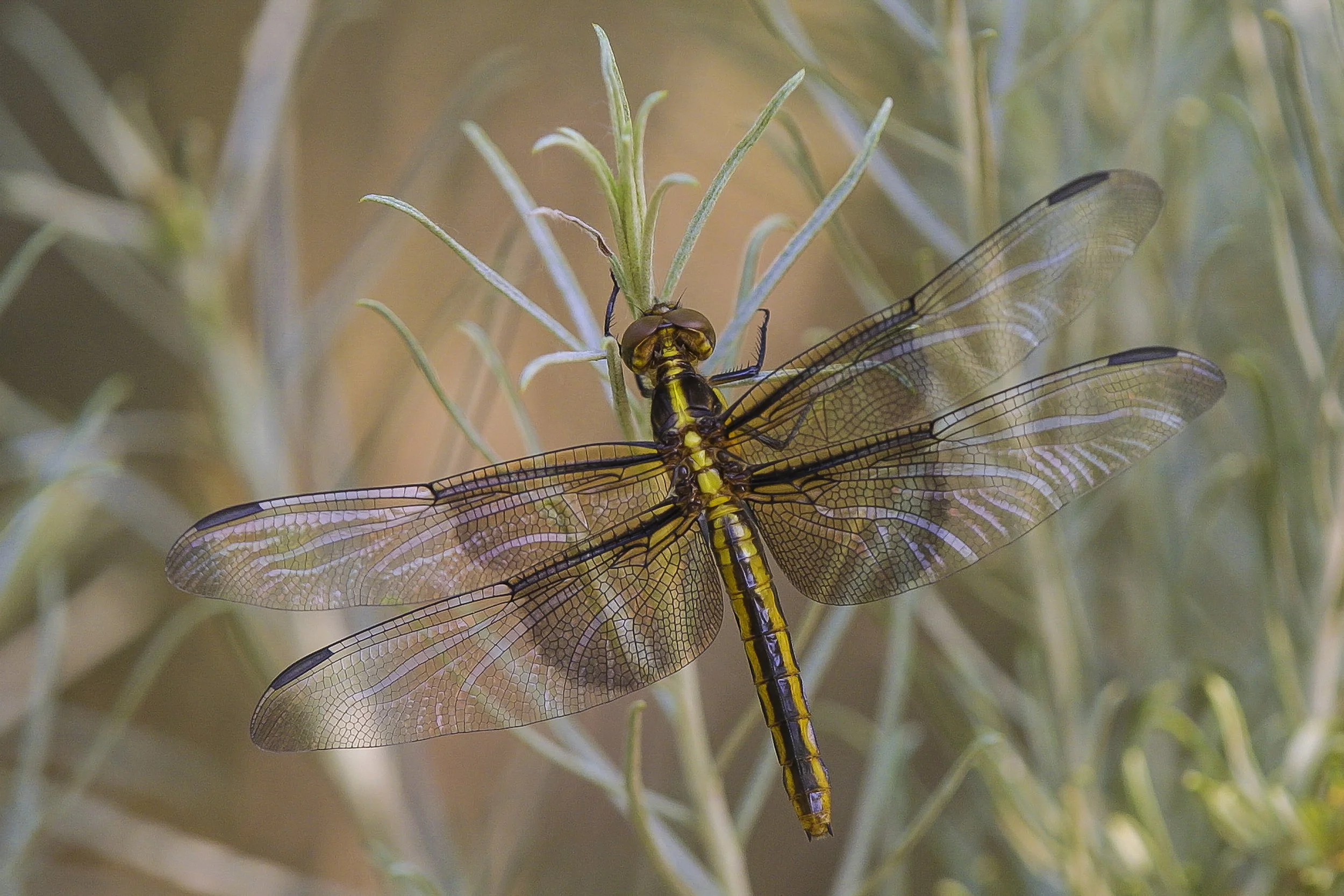 Widow Skimmer (libellula luctuosa)_IMG_6438.jpg