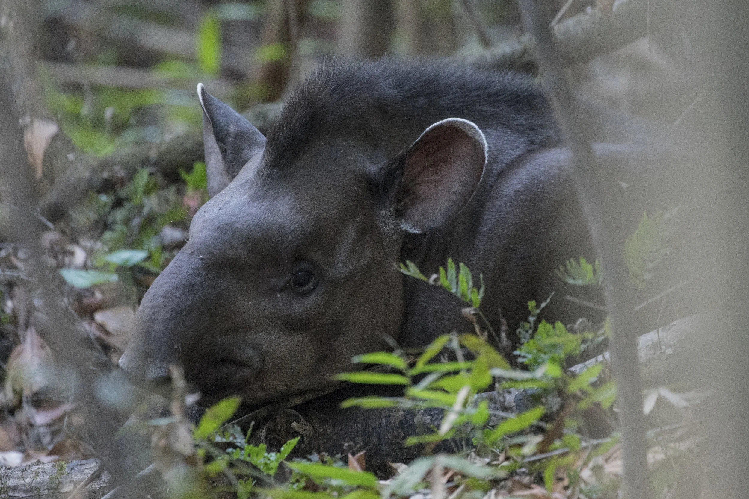 South American Tapir, Brazil