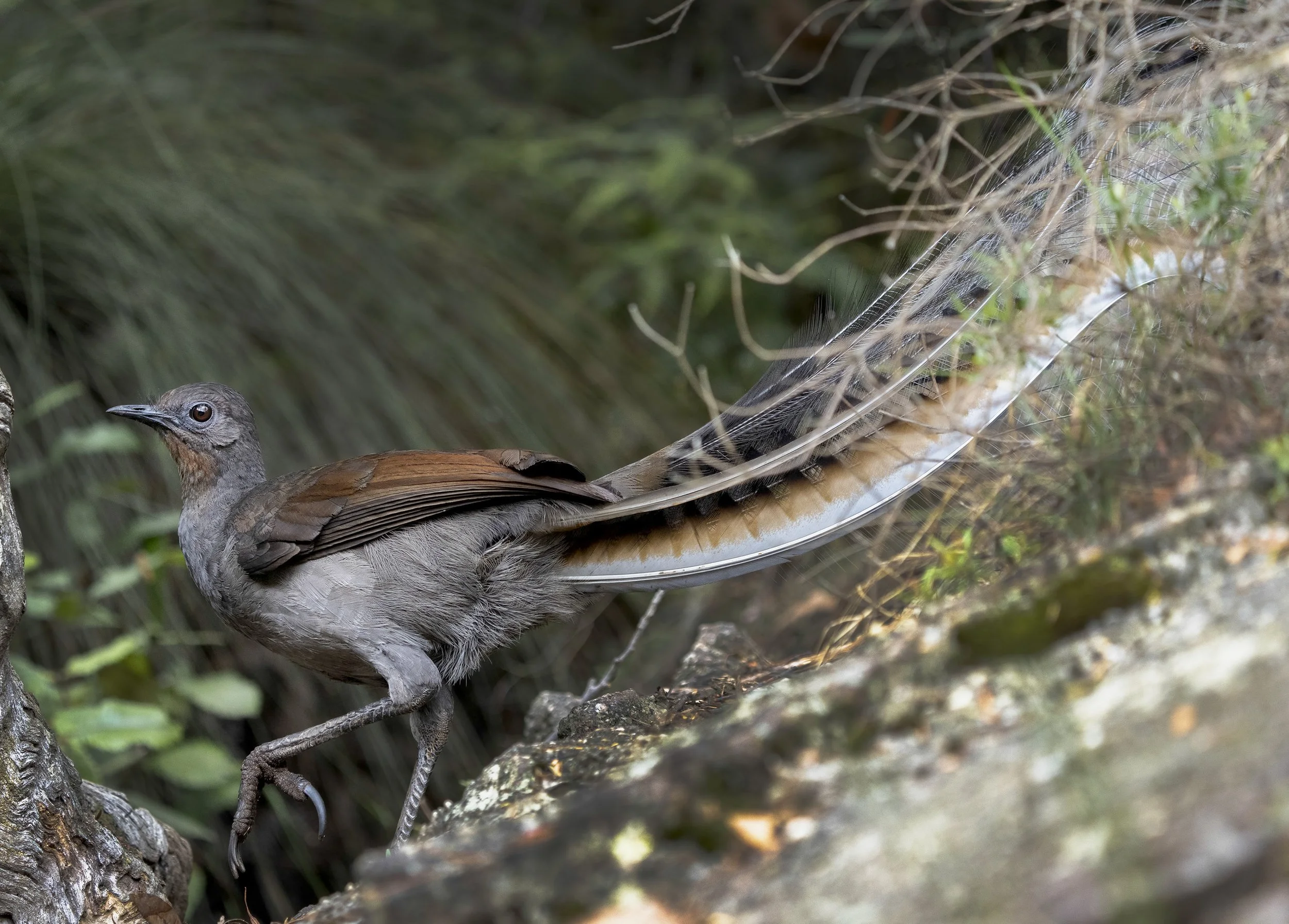 Superb Lyrebird