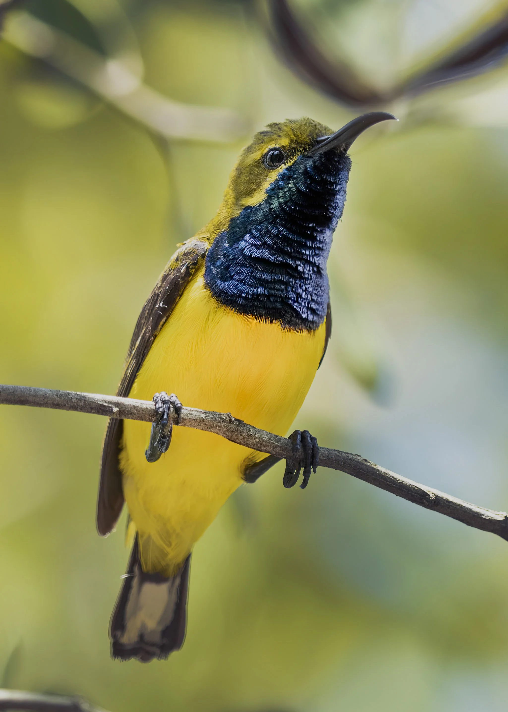 Olive Backed Sunbird