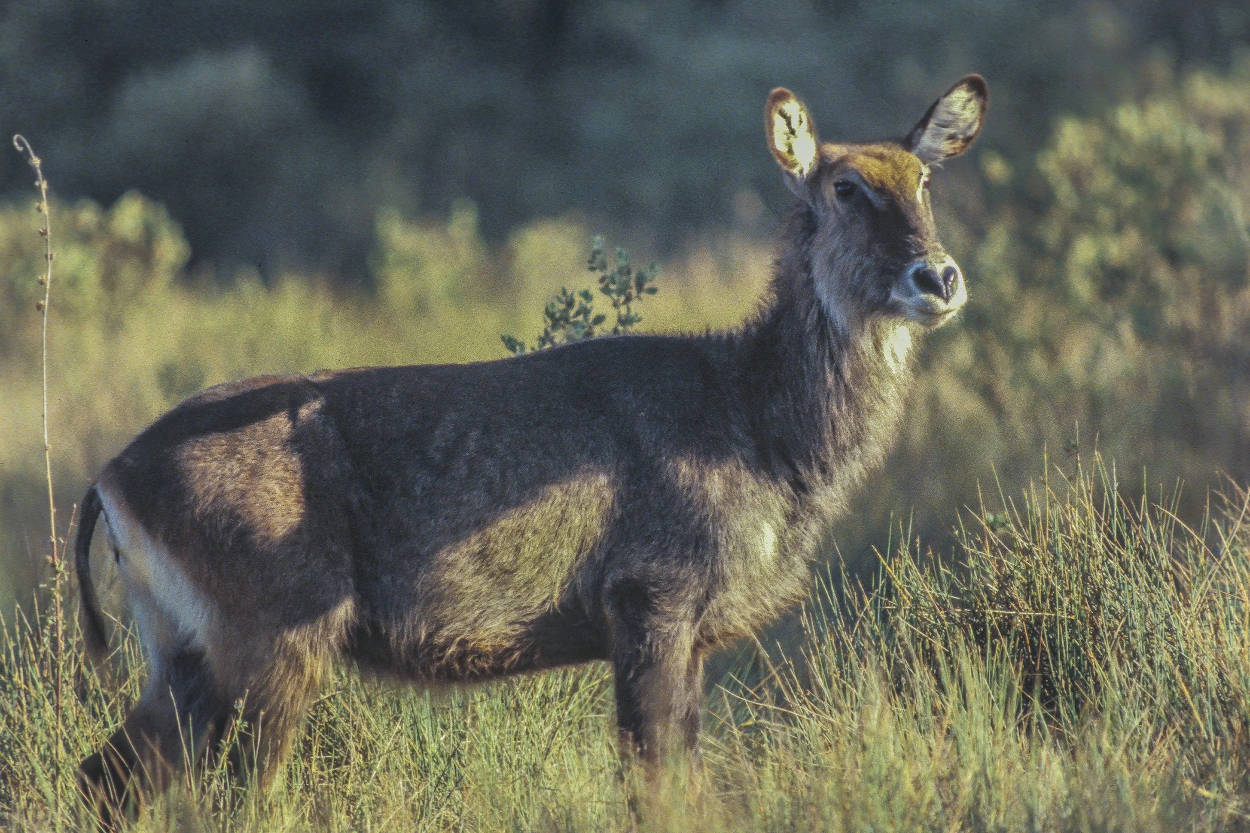 Waterbuck