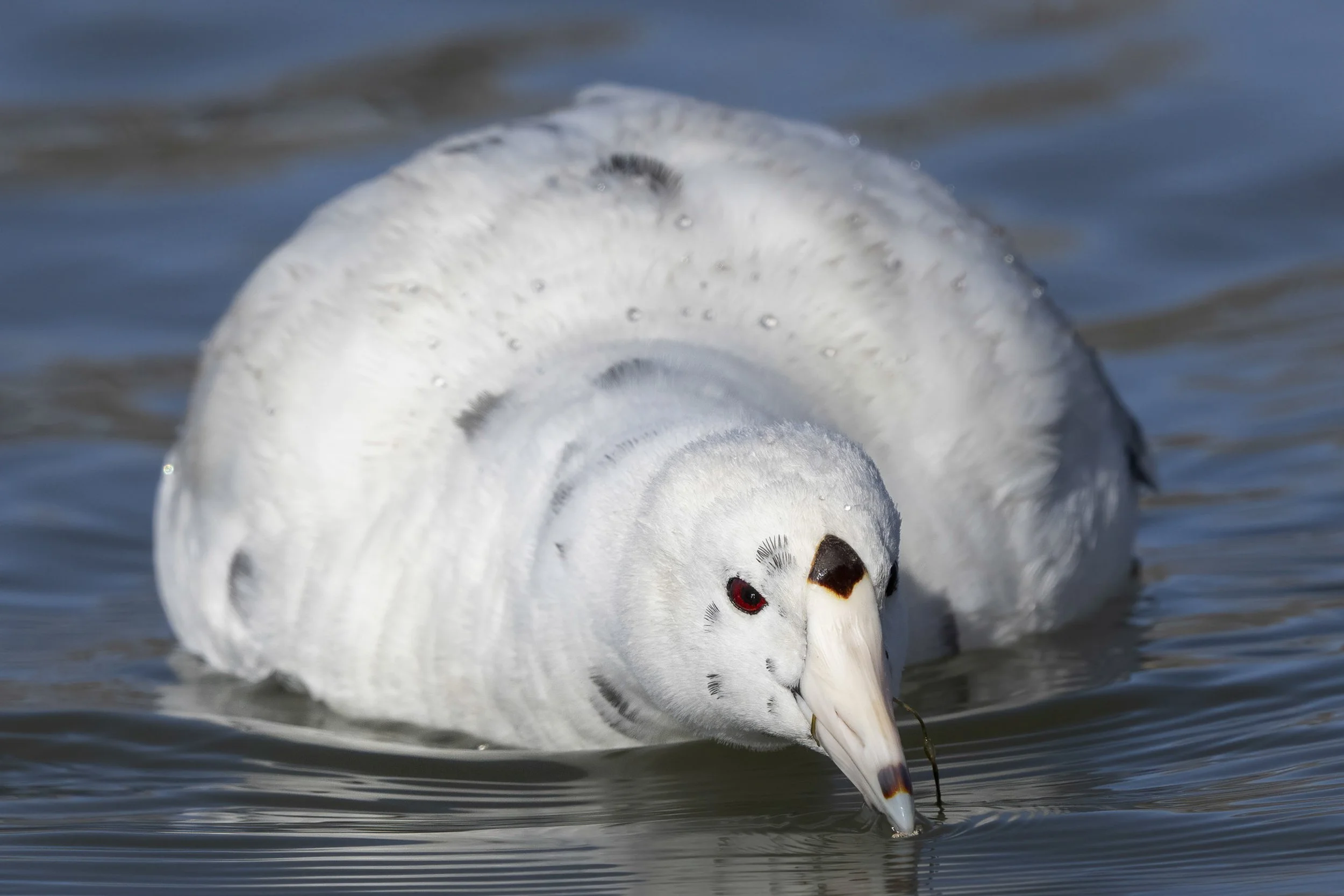 Leucistic Coot