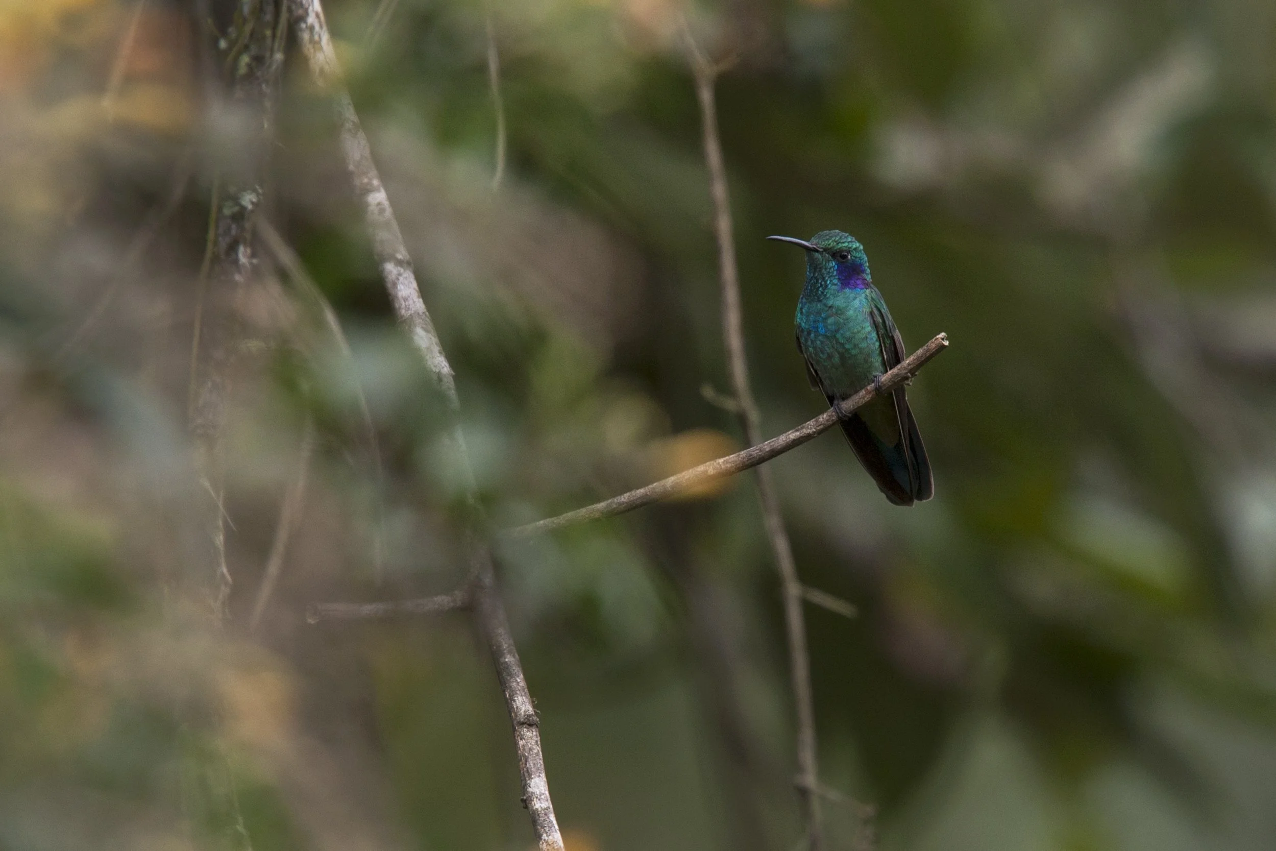  Green Violetear 