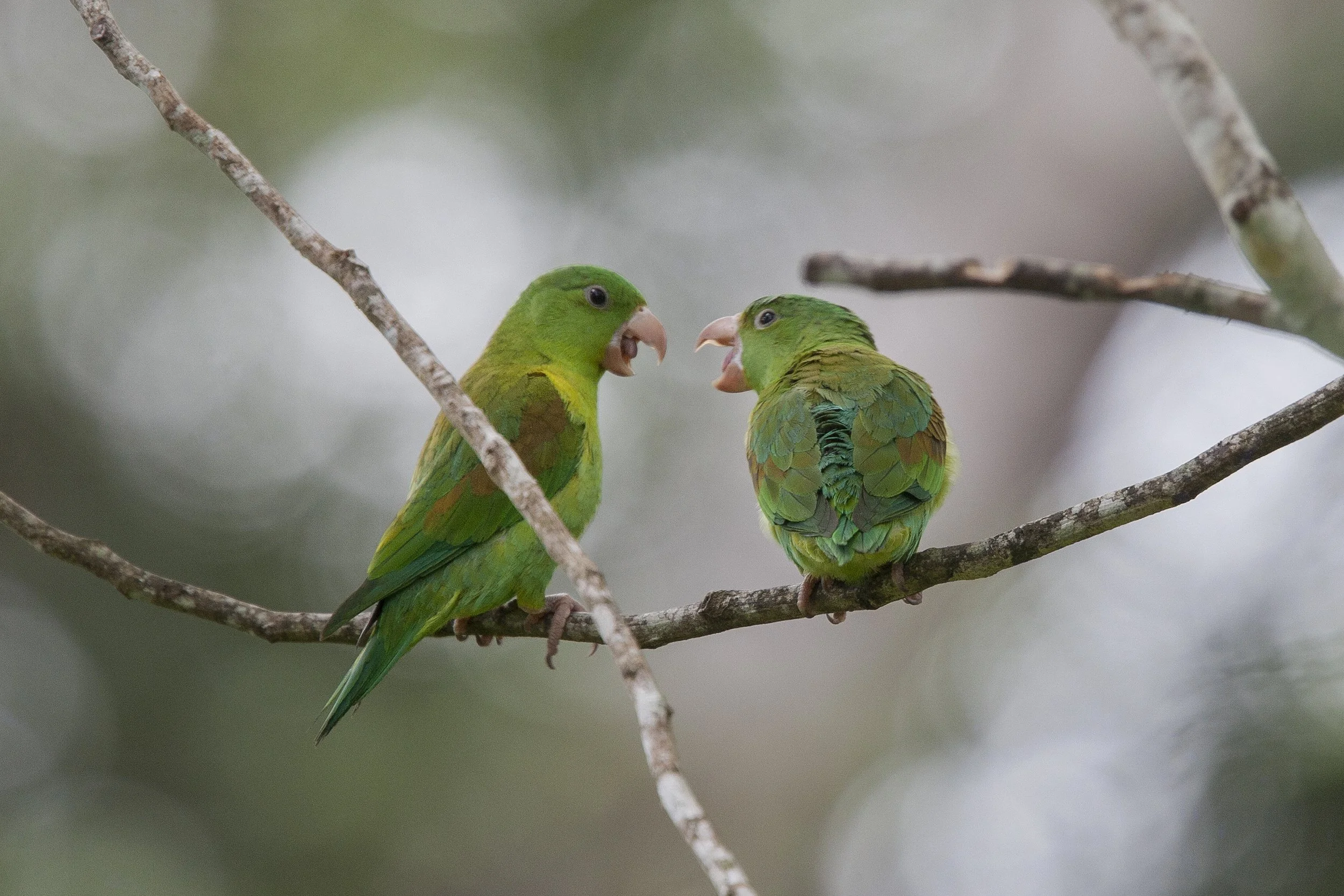 Orange Chinned Parakeet