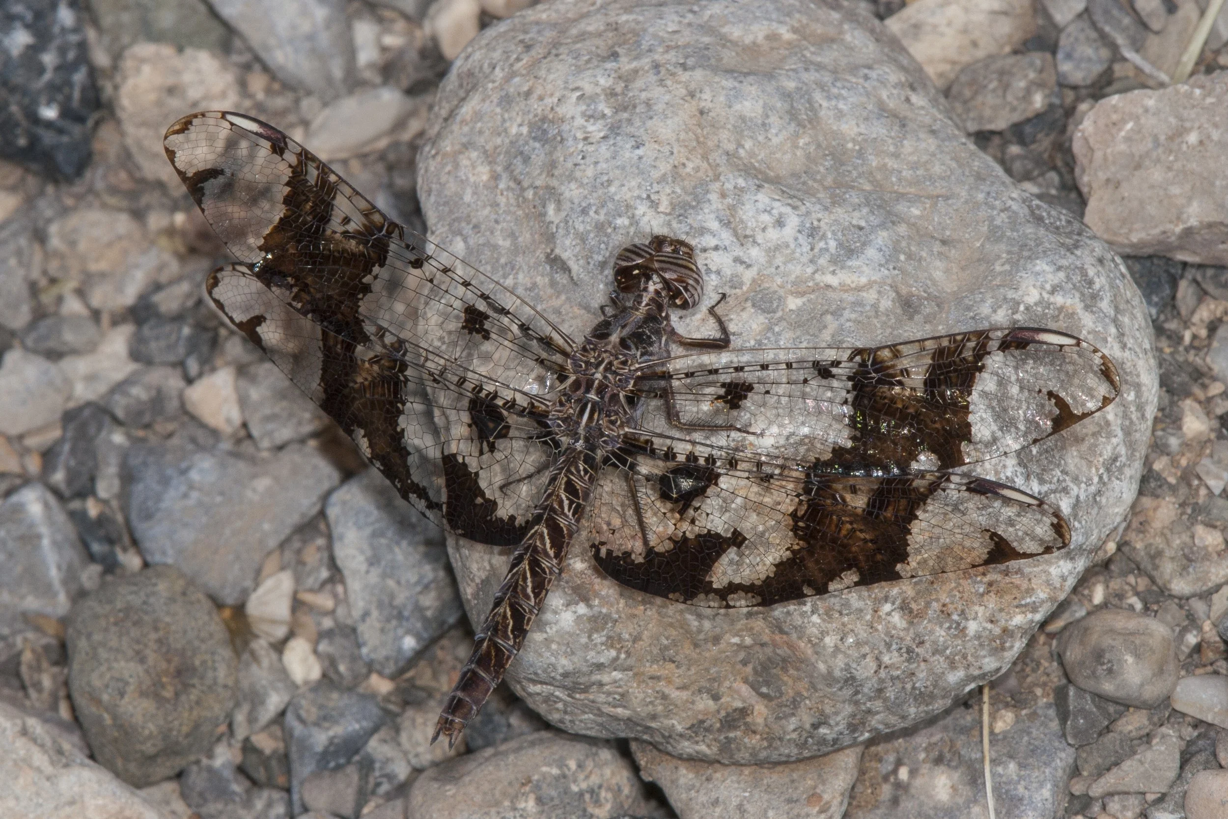 Filigree Skimmer (Pseudoleon superbus)_IMG_6579.jpg
