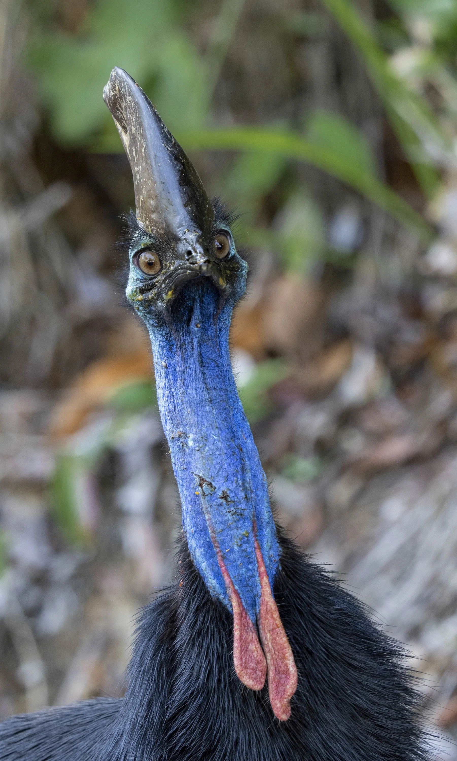 Southern Cassowary