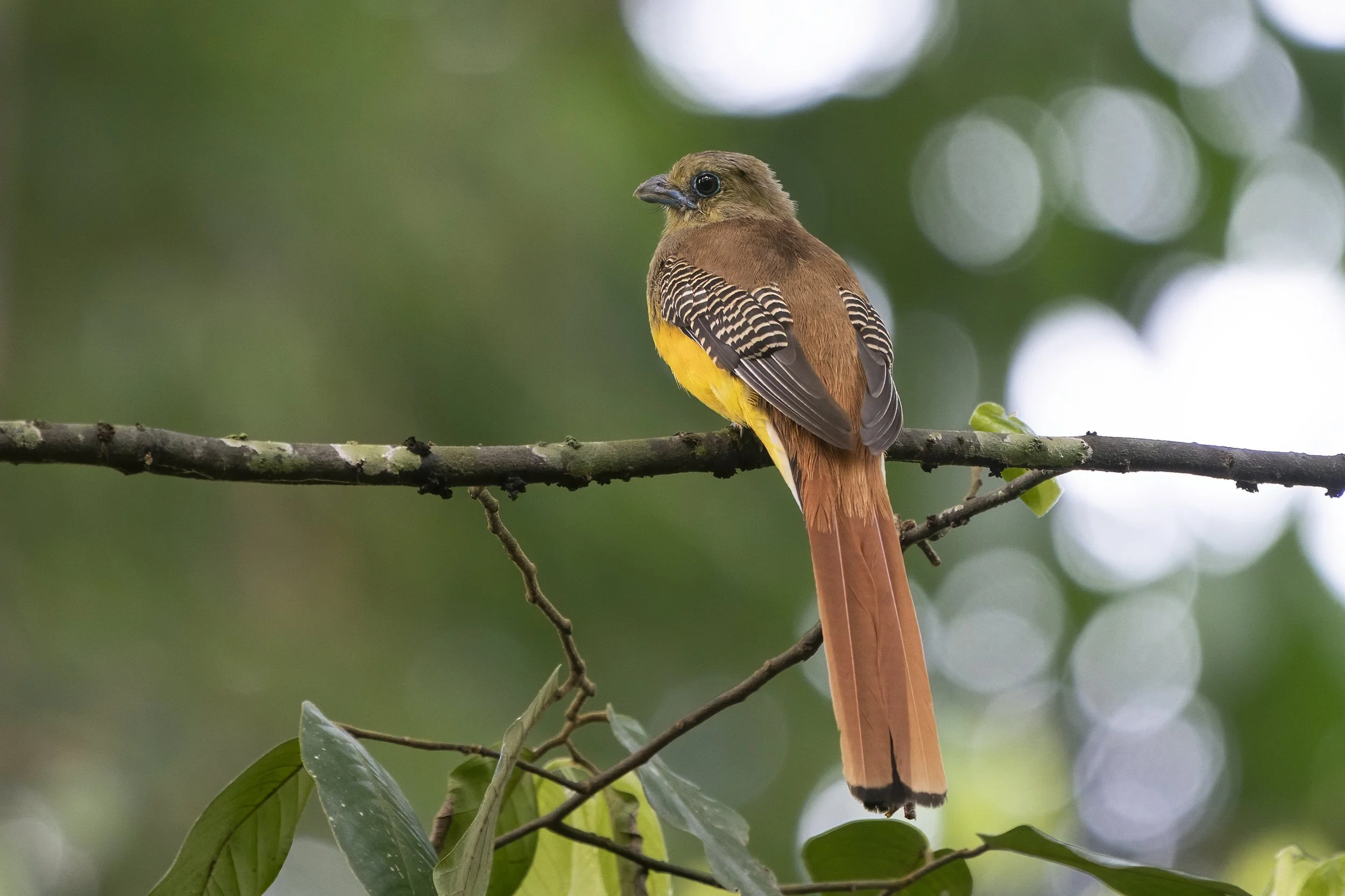 Orange Breasted Trogon 