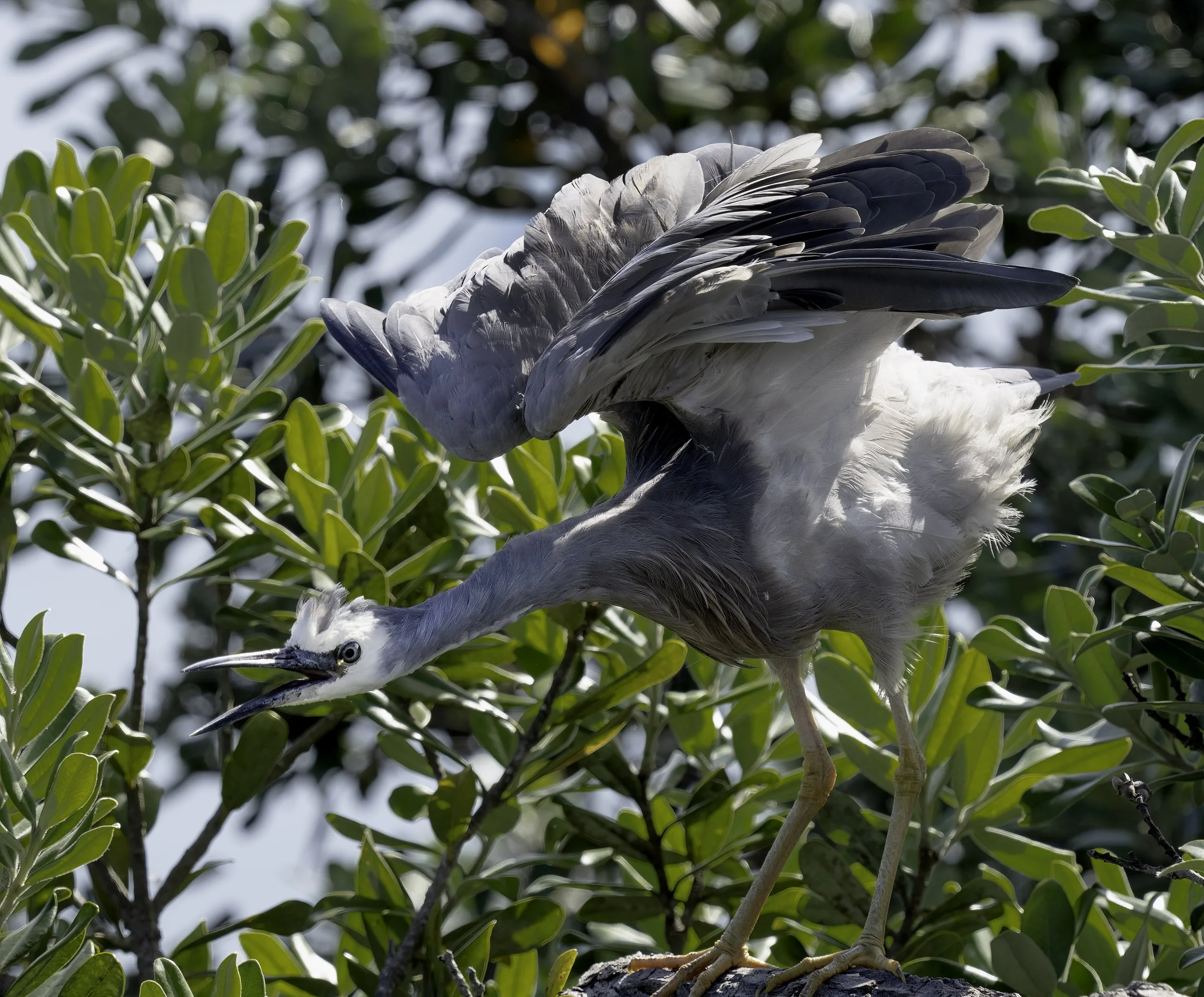 White Faced Heron