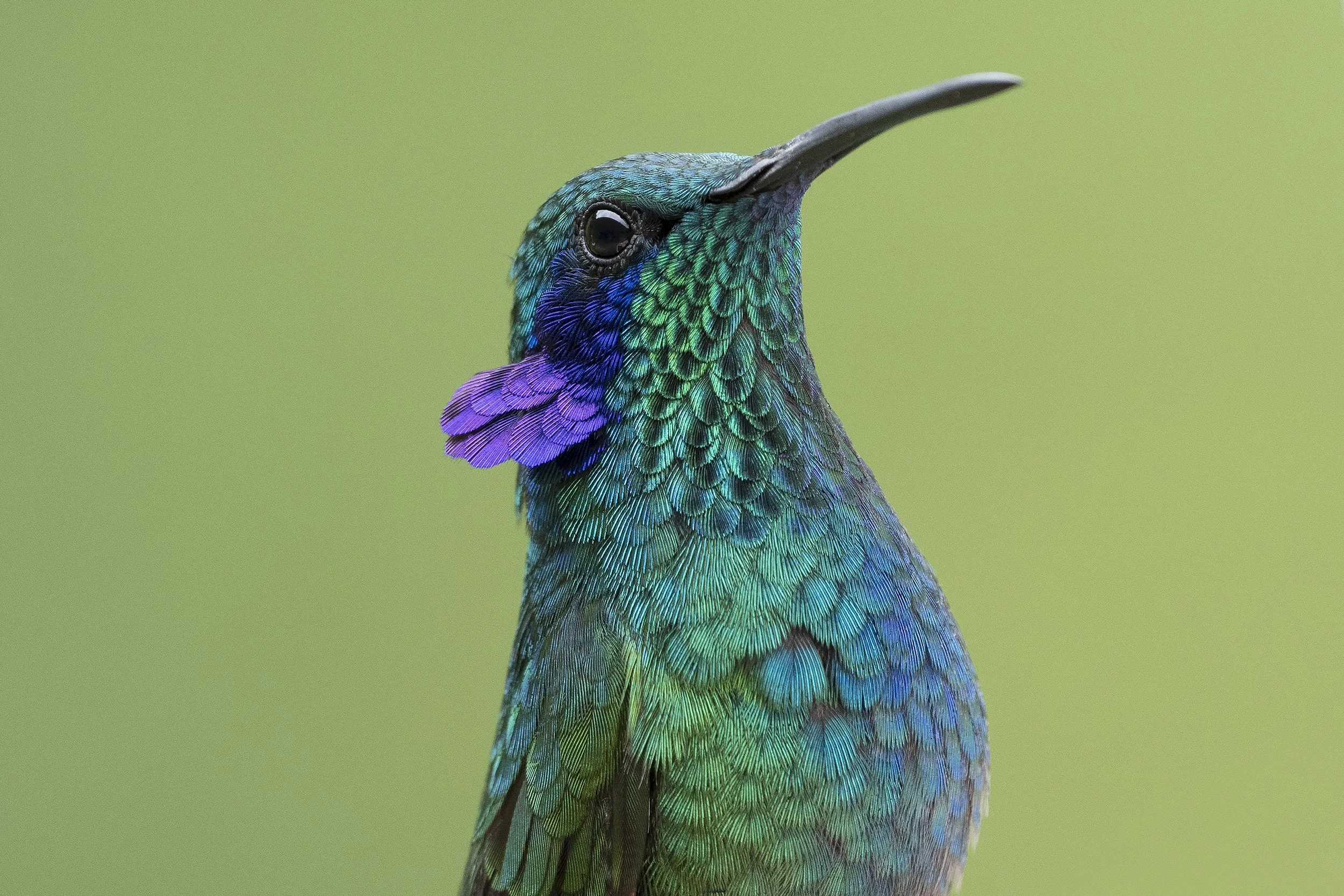 Lesser Violetear 