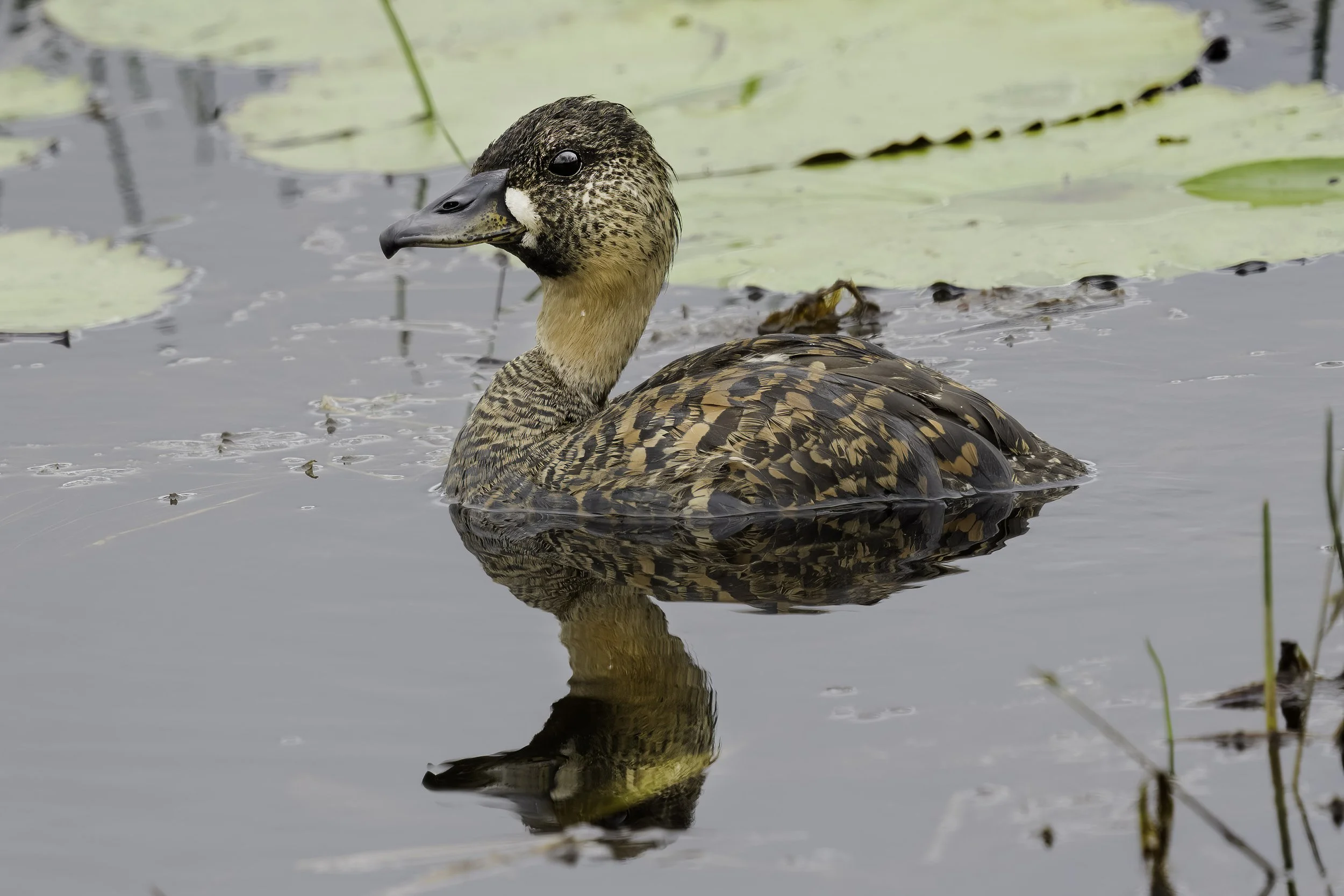 White Backed Duck