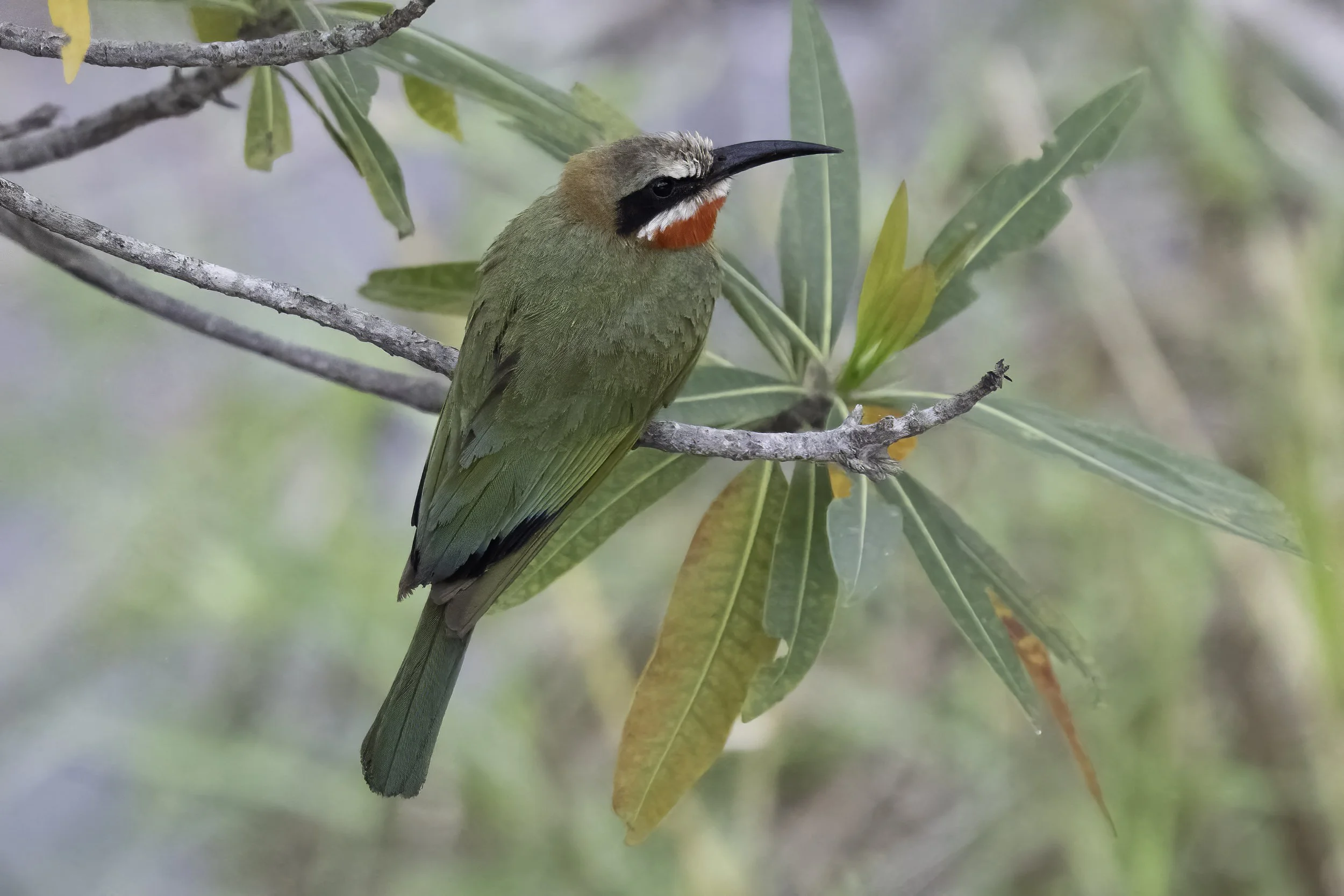 White Fronted Bee Eater
