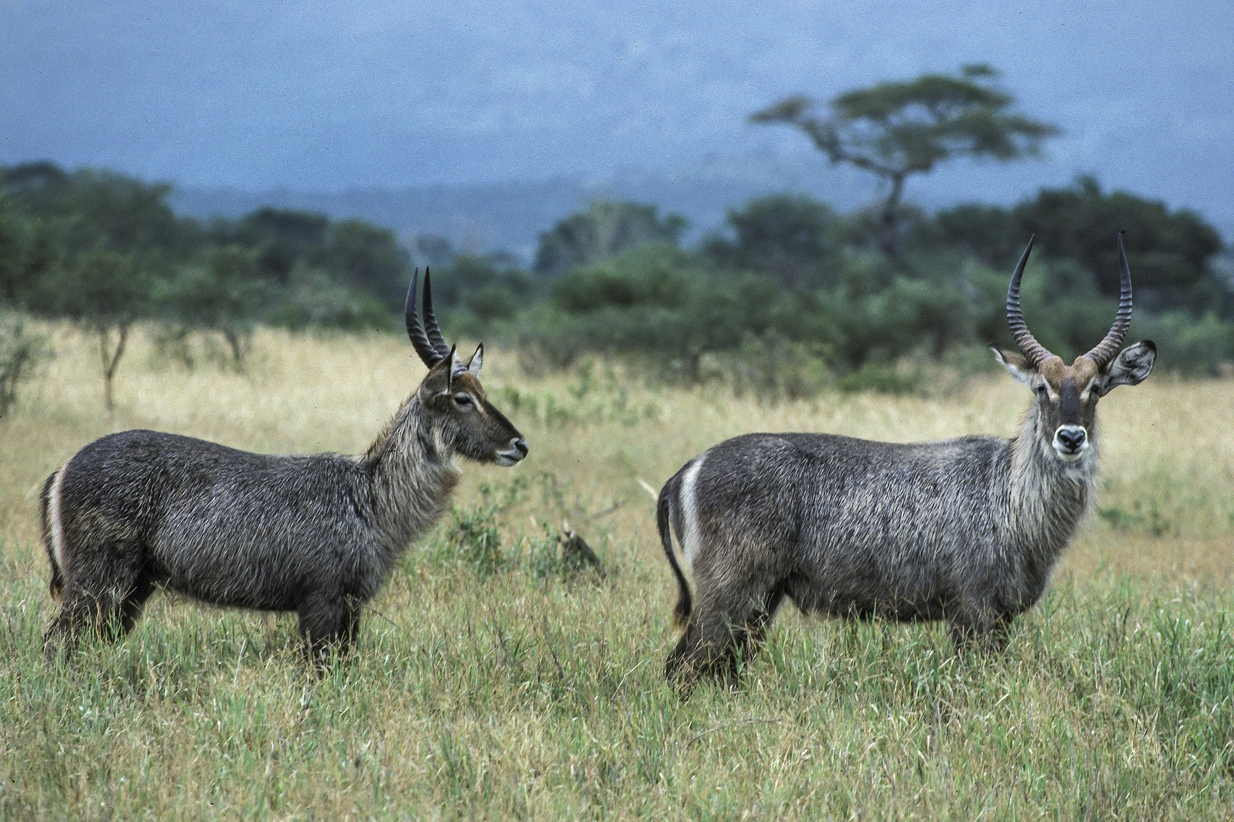 Waterbuck