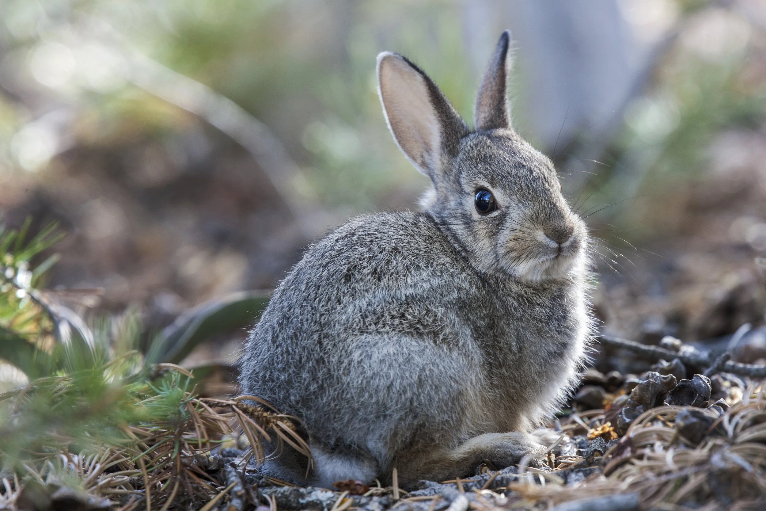 Desert Cottontail, NM