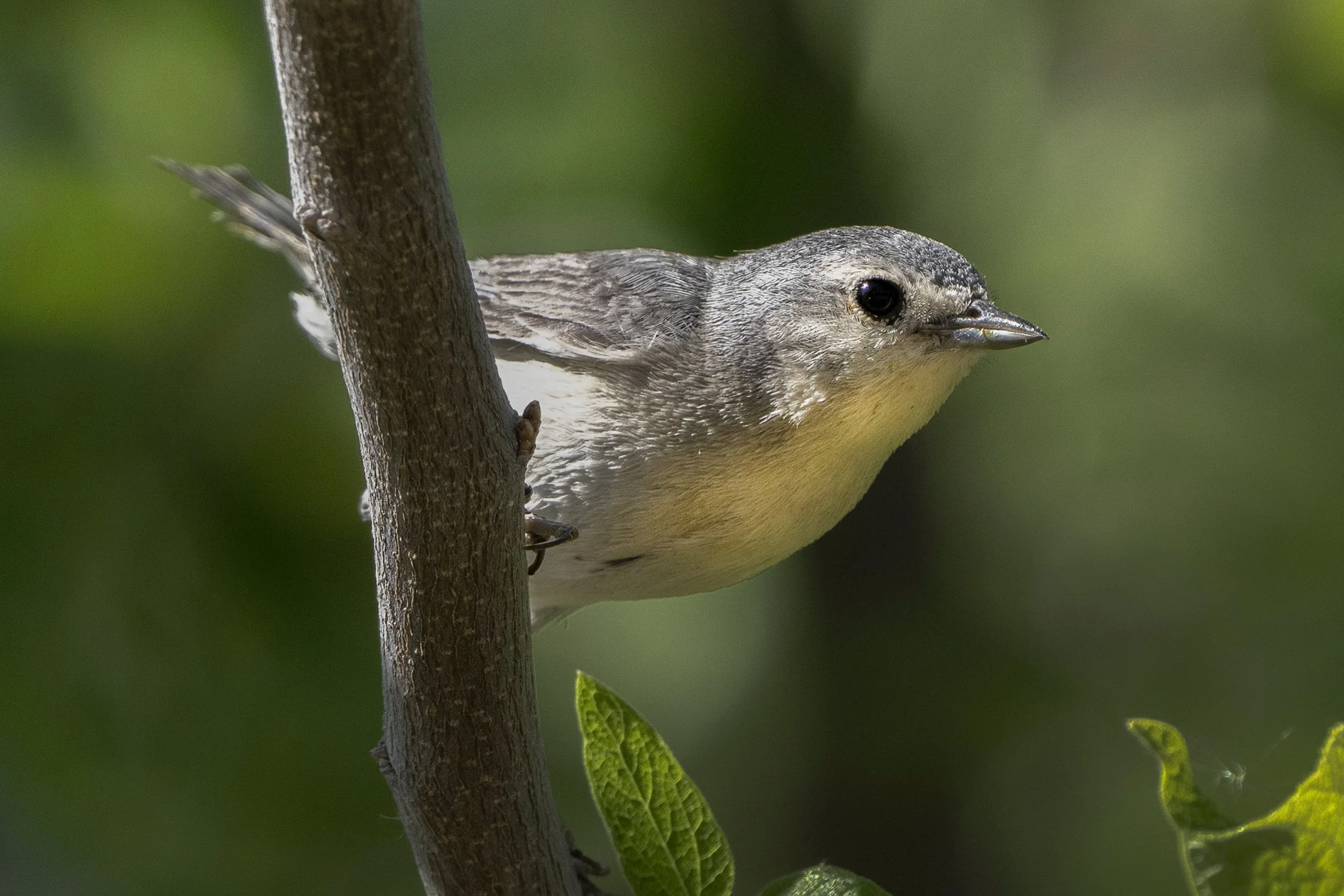 Lucy's Warbler