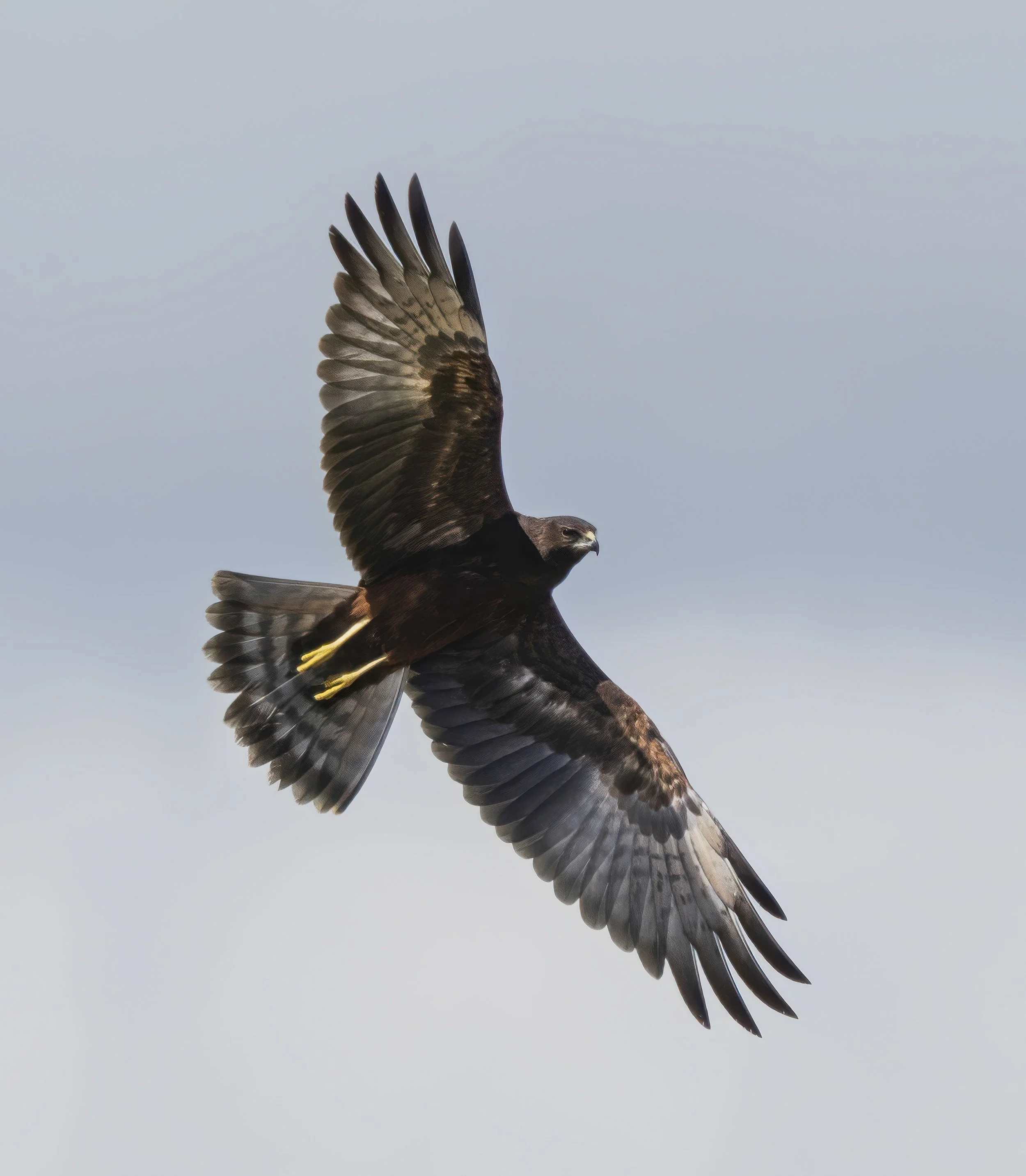 Swamp Harrier