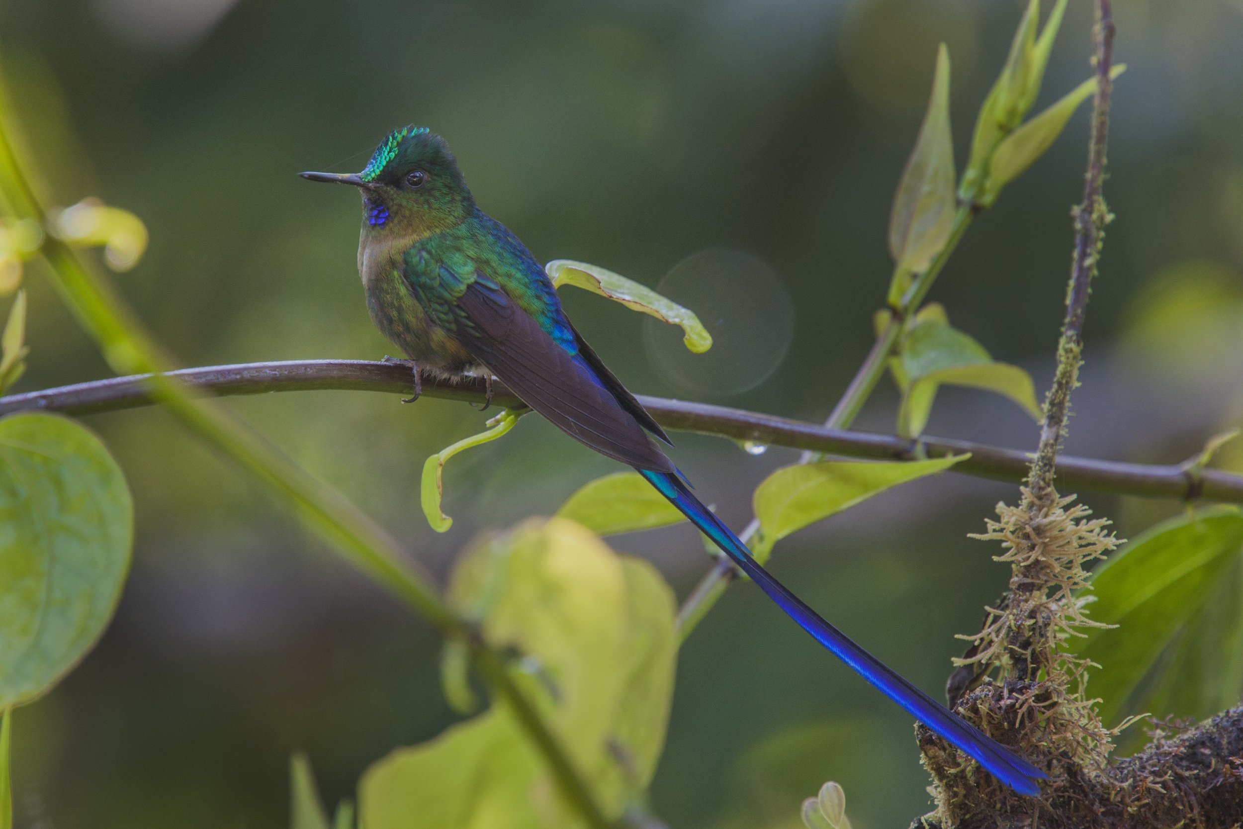 Violet Tailed Sylph