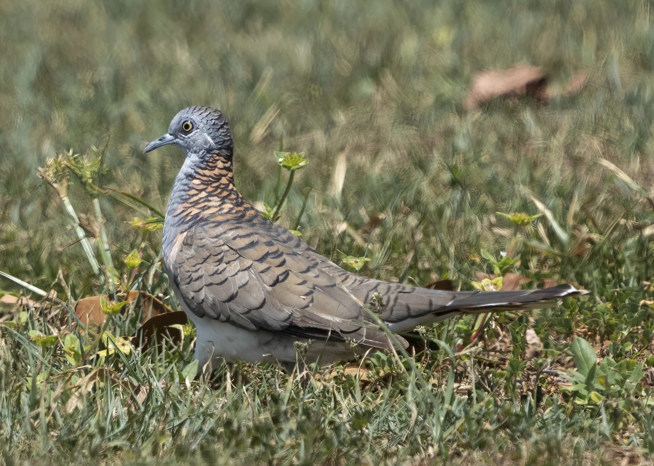 Bar Shouldered Dove
