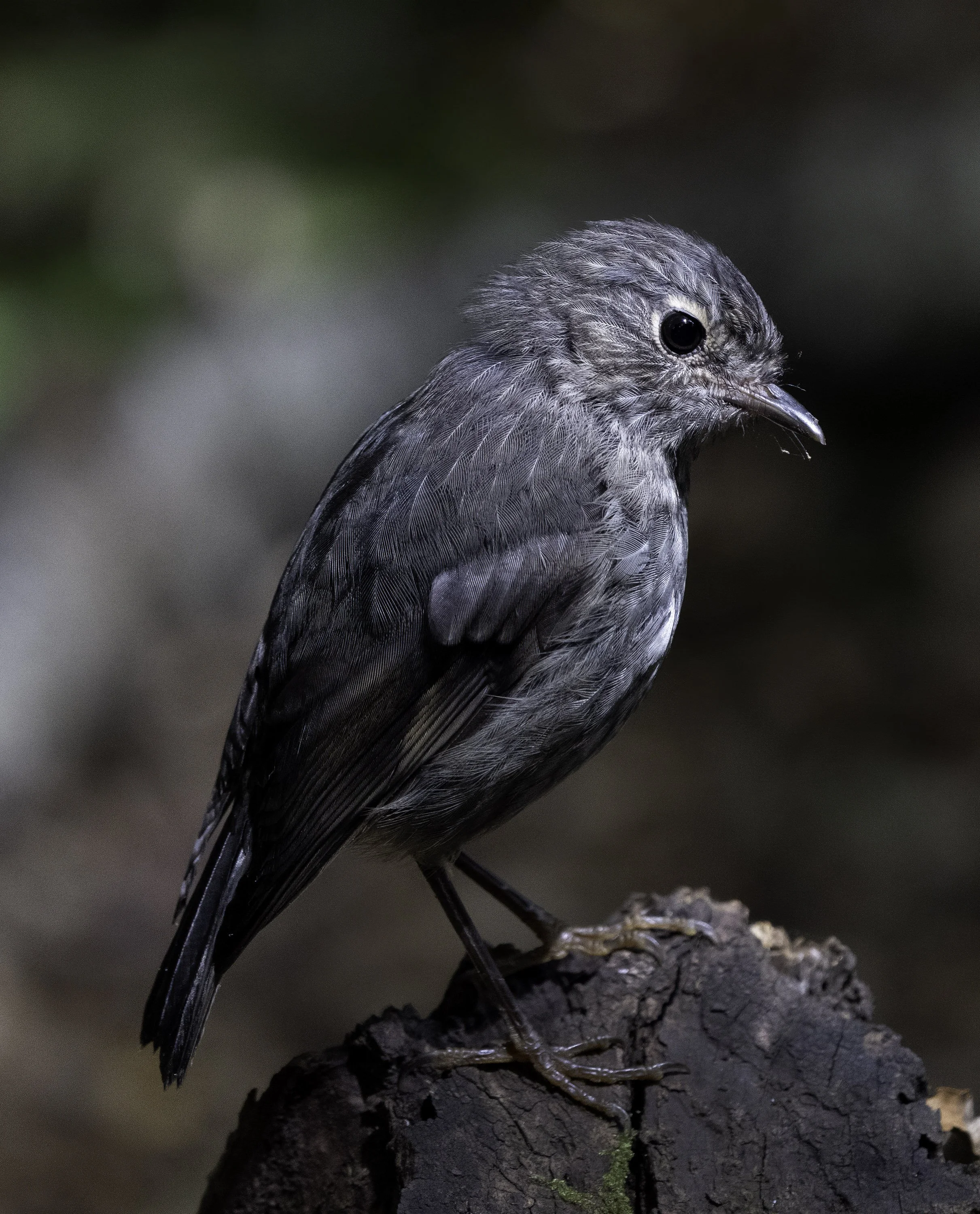 North Island Robin