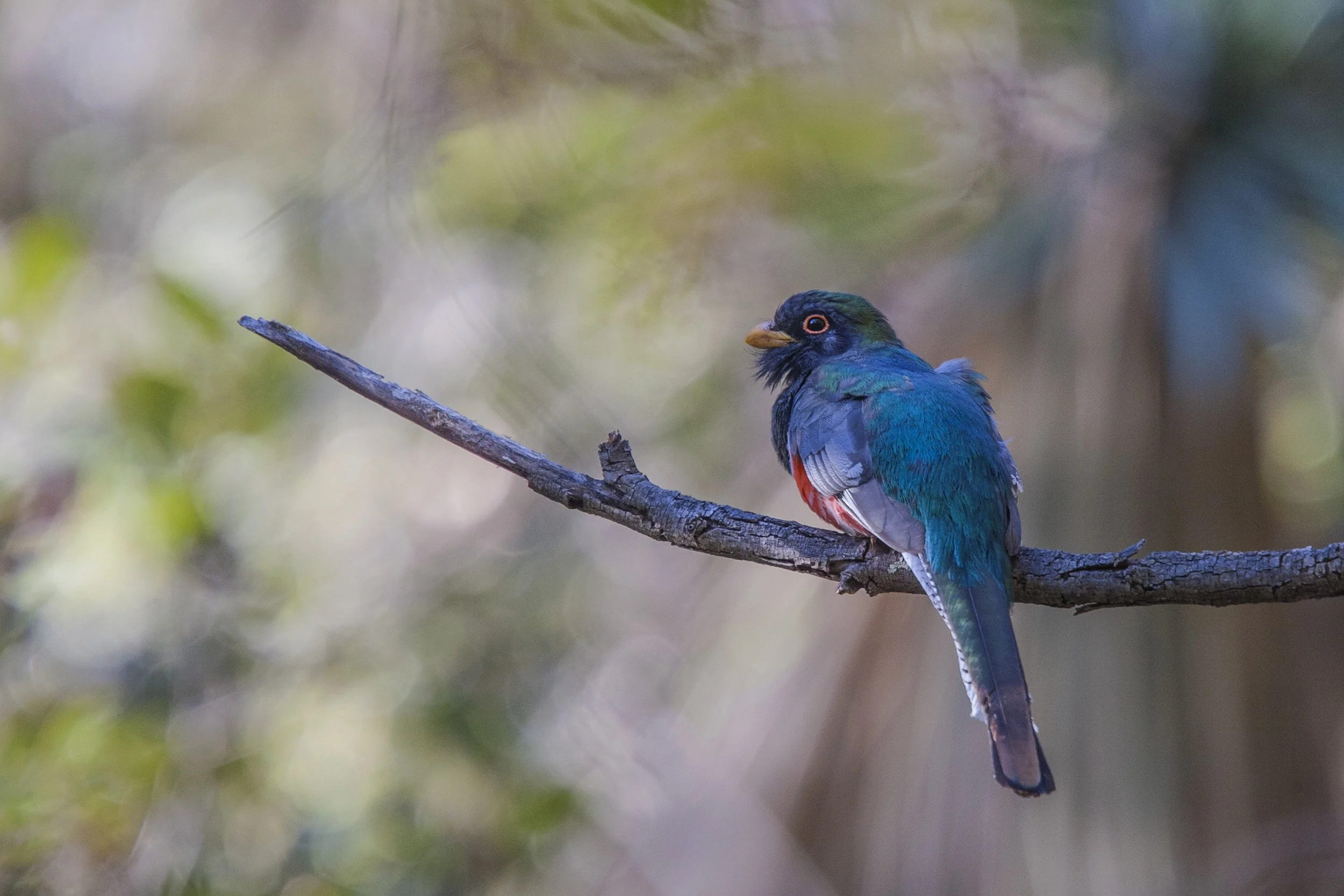 Elegant Trogon