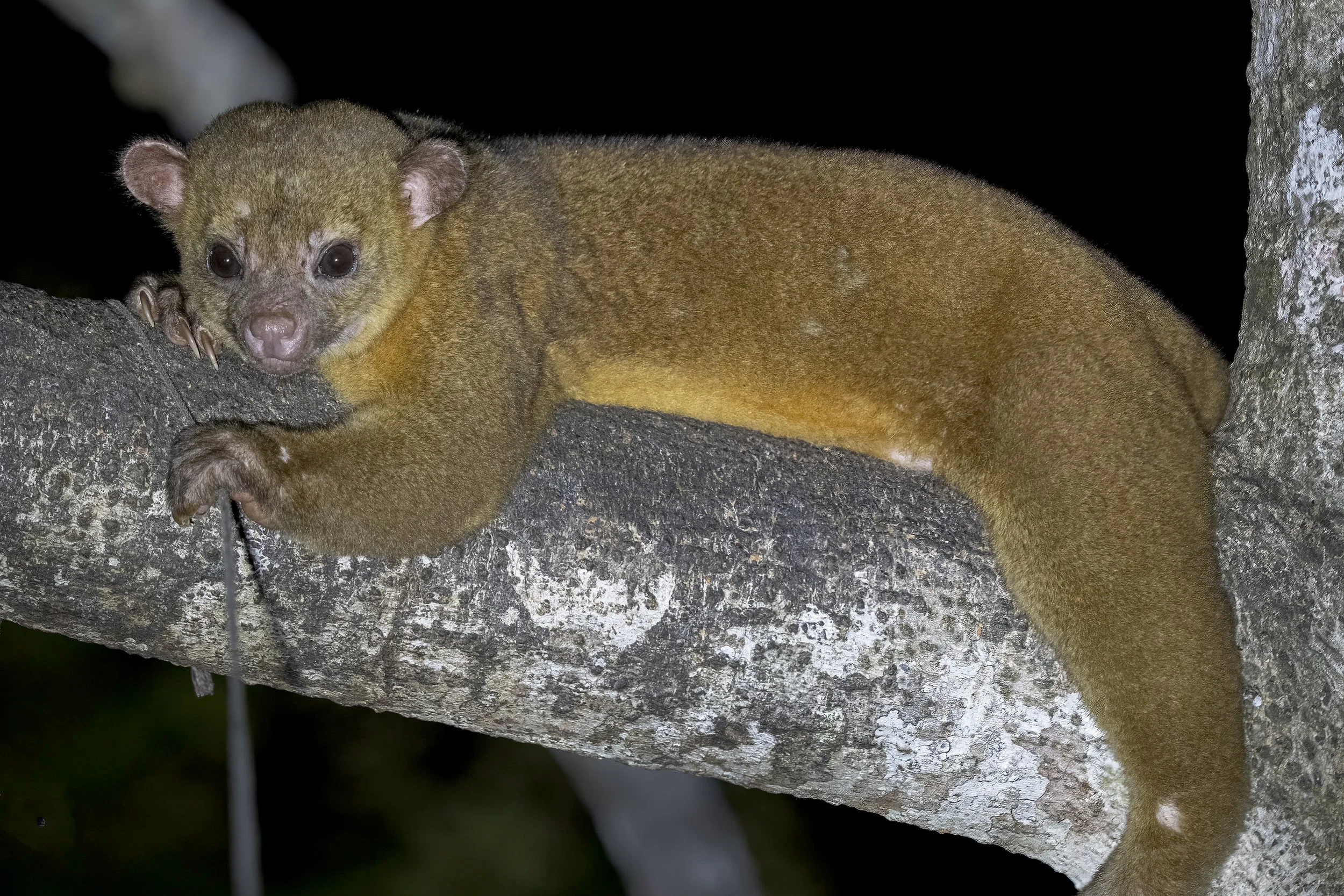  Kinkajou