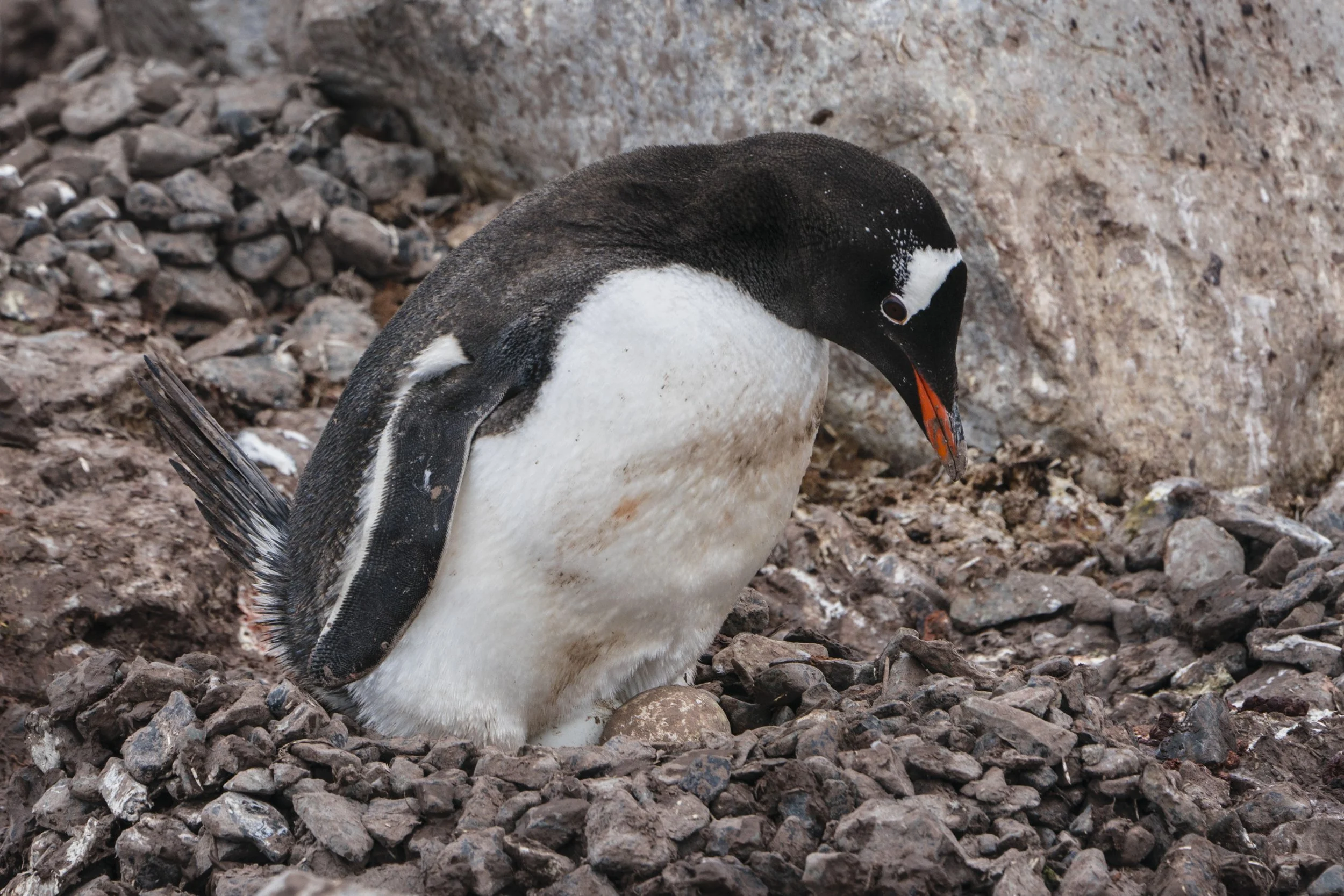 Gentoo Penguin