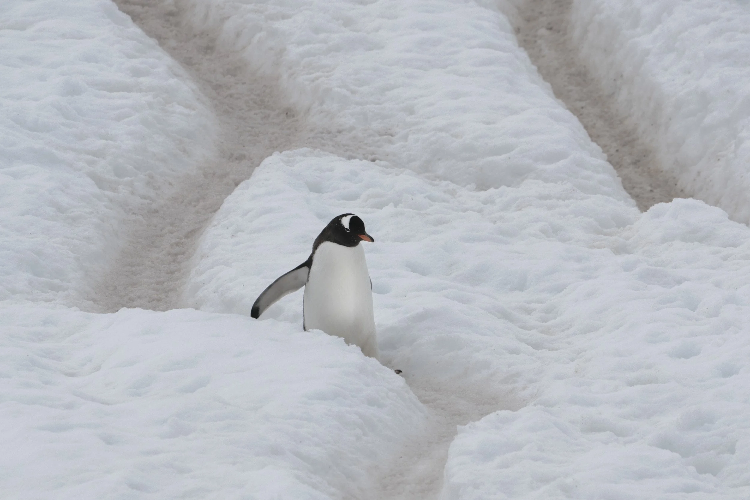 Chinstrap Penguin