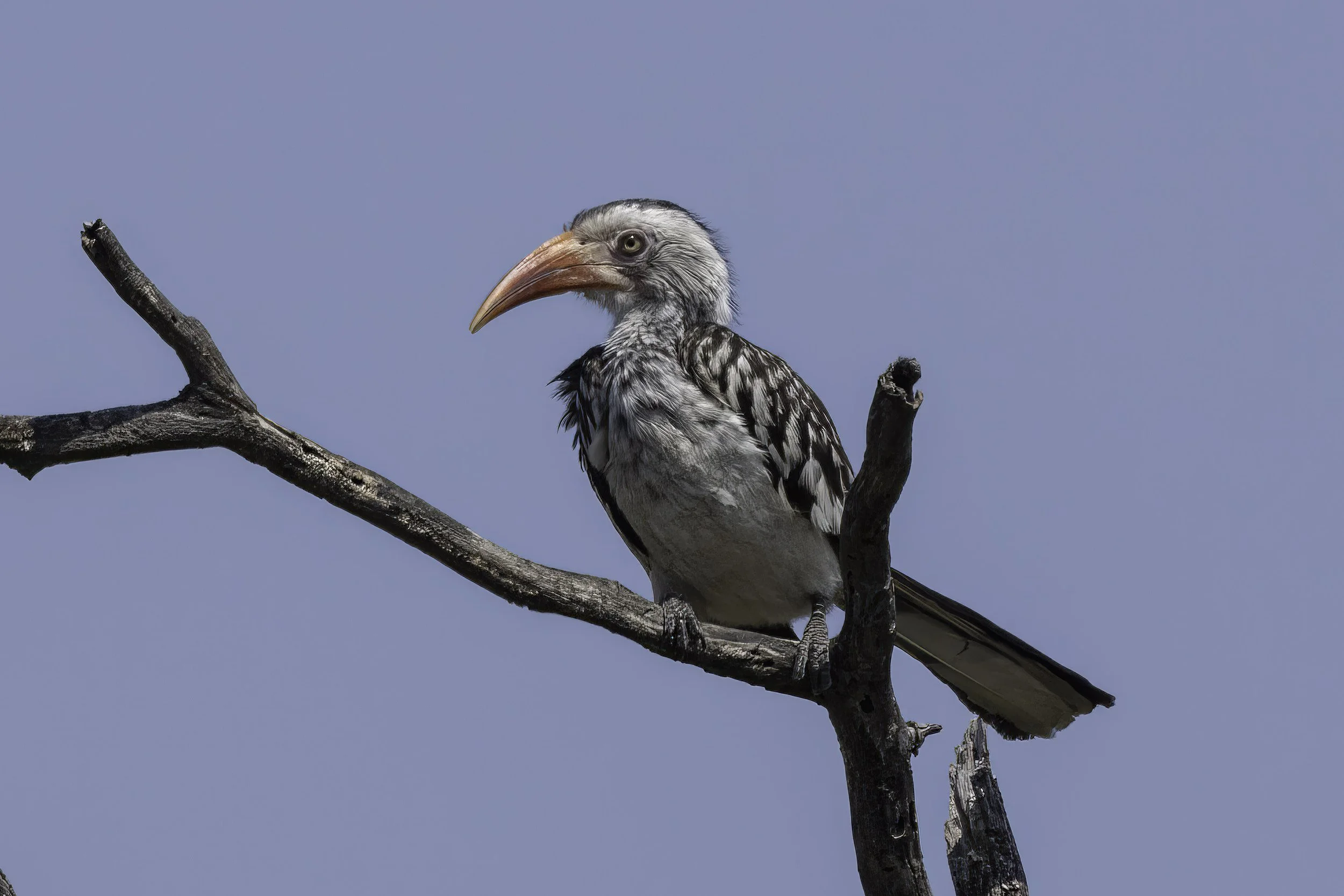 Southern Red Billed Hornbill