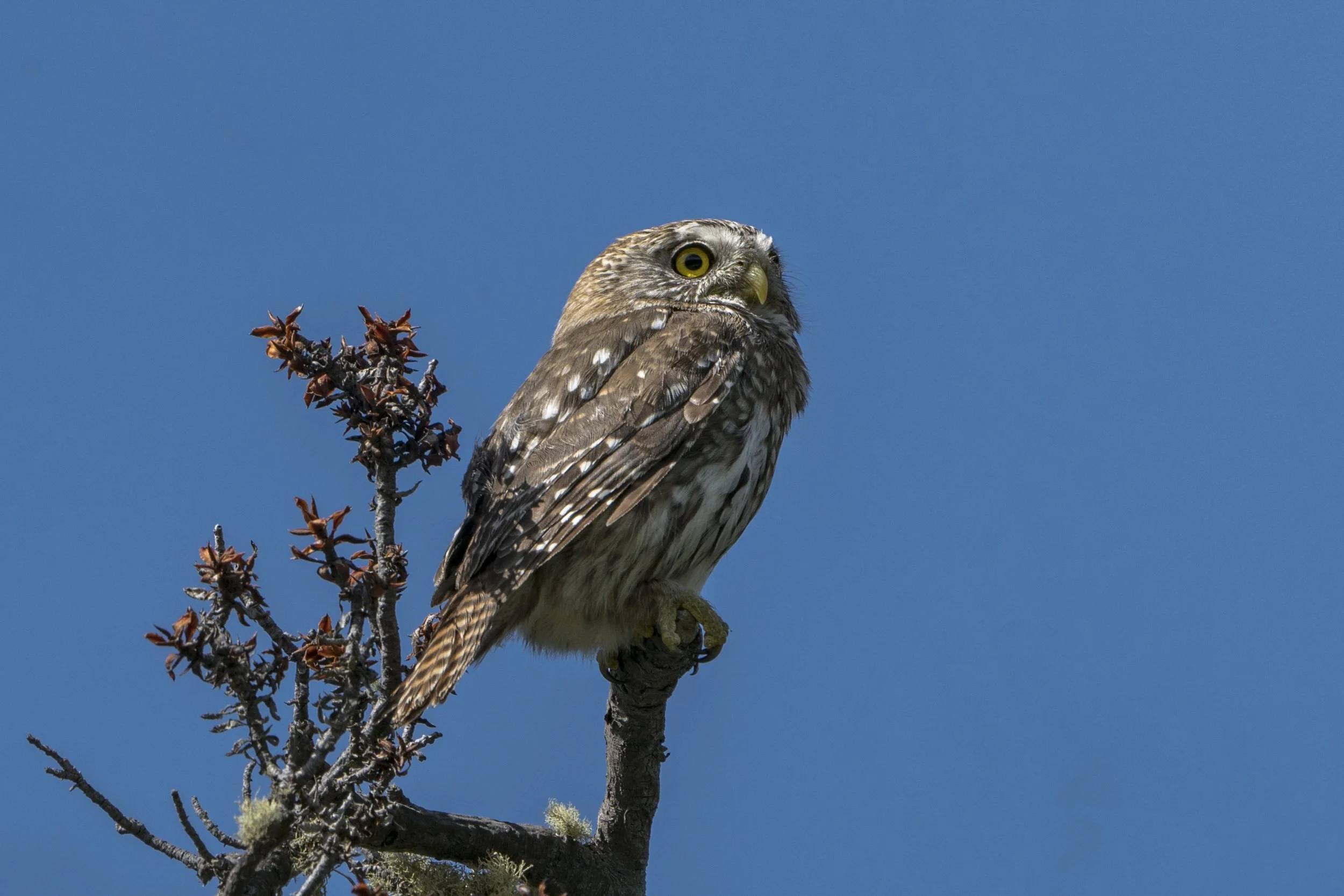 Austral Pygmy Owl