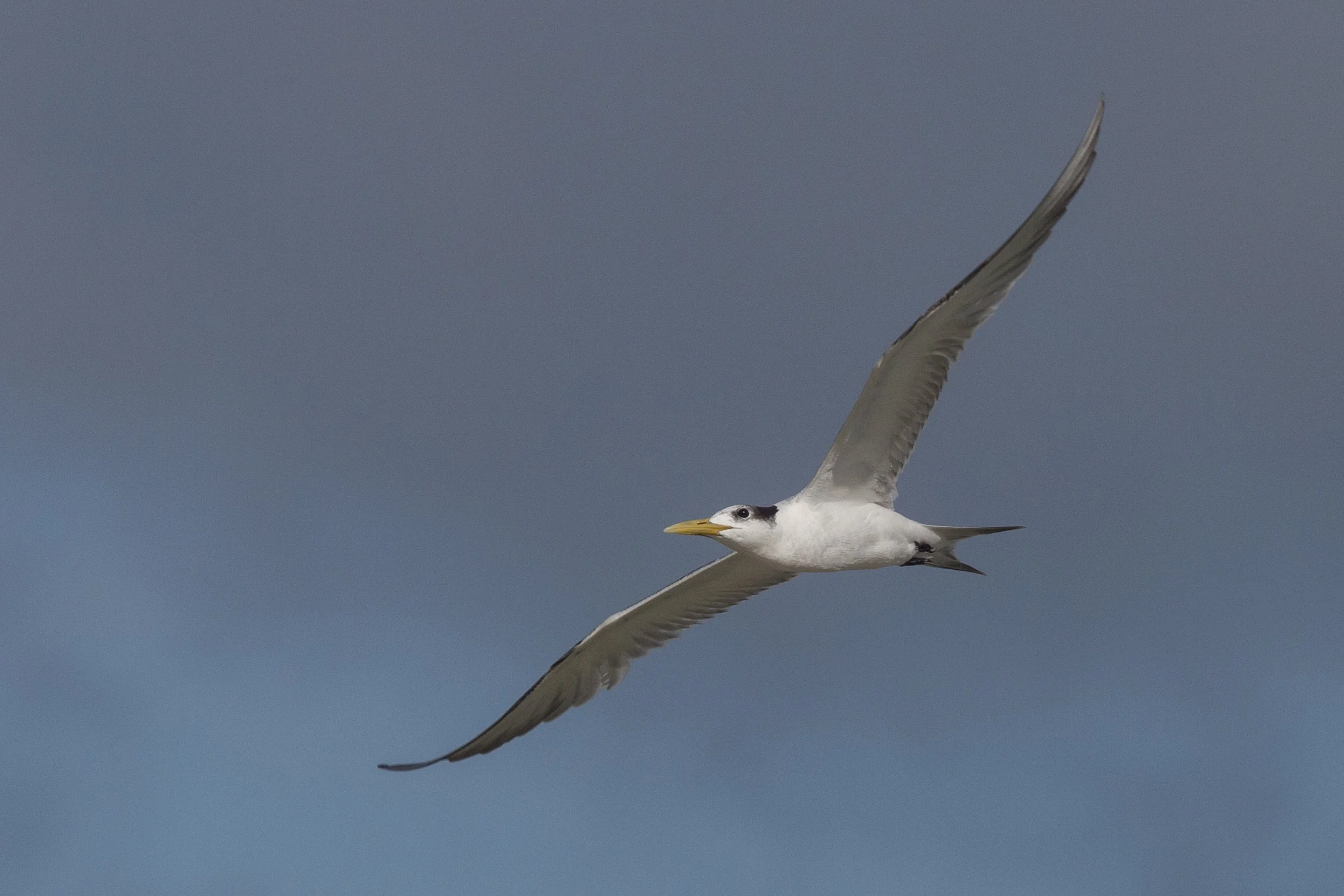 Crested Tern