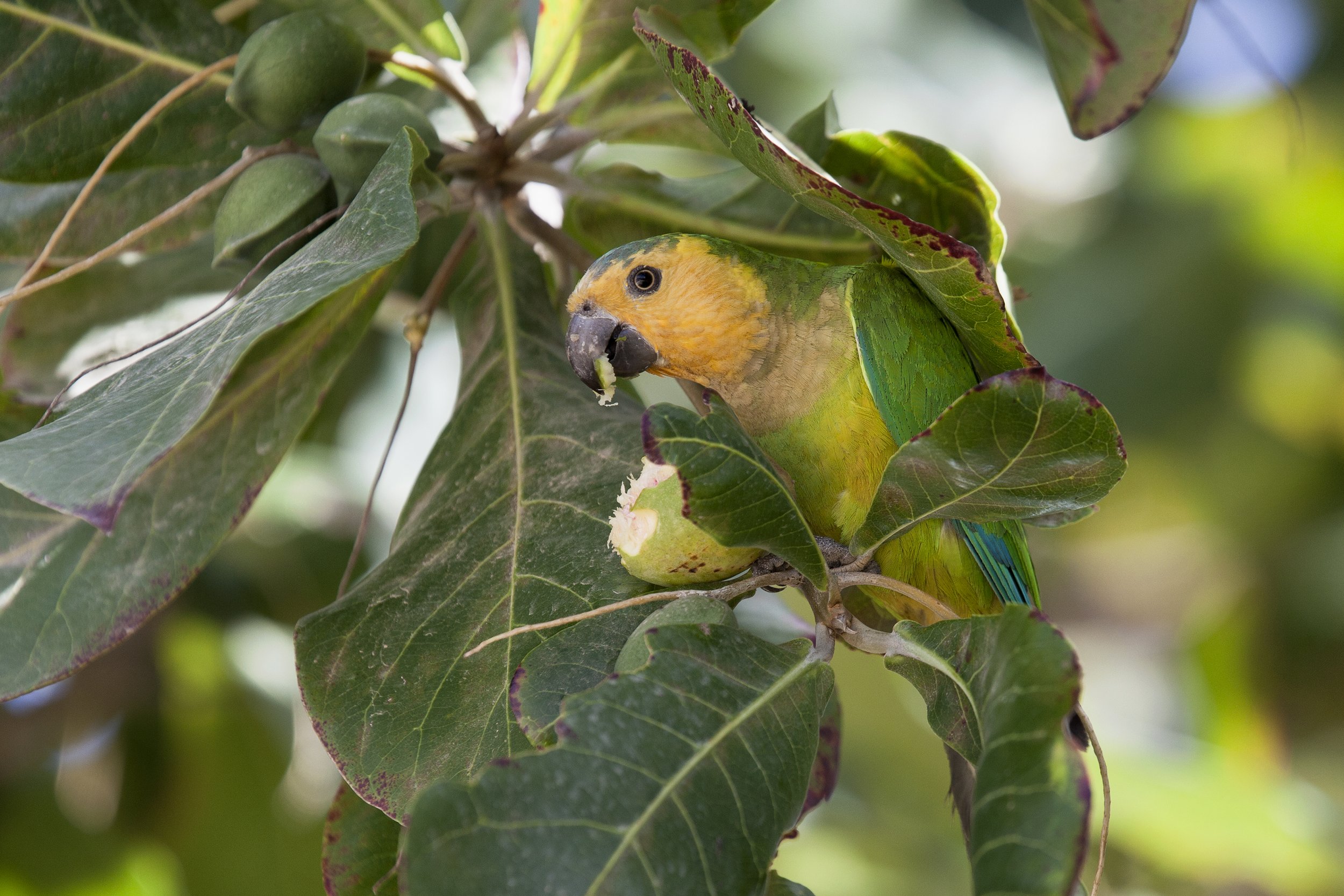 Brown Throated Parakeet