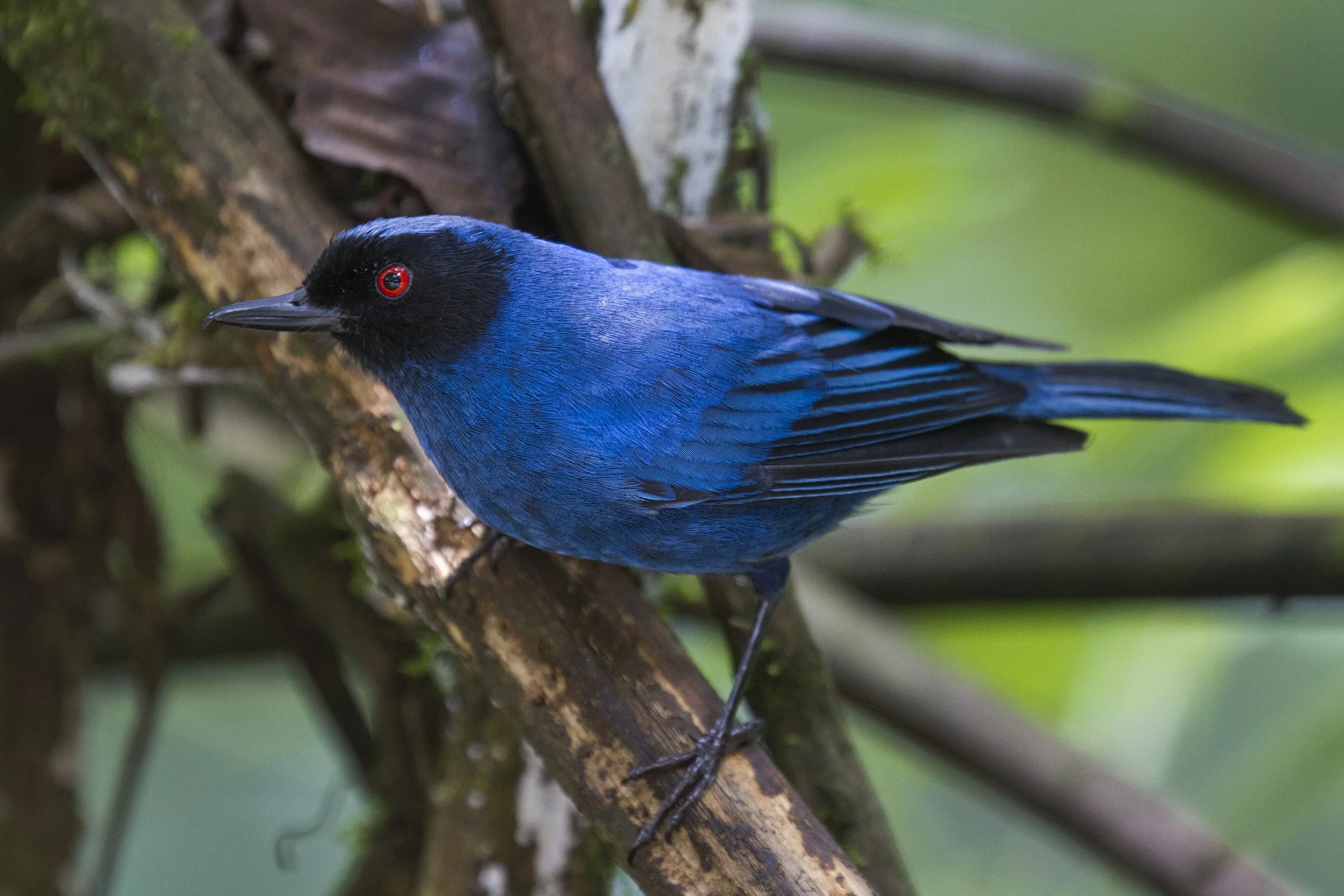  Masked Flowerpiercer 