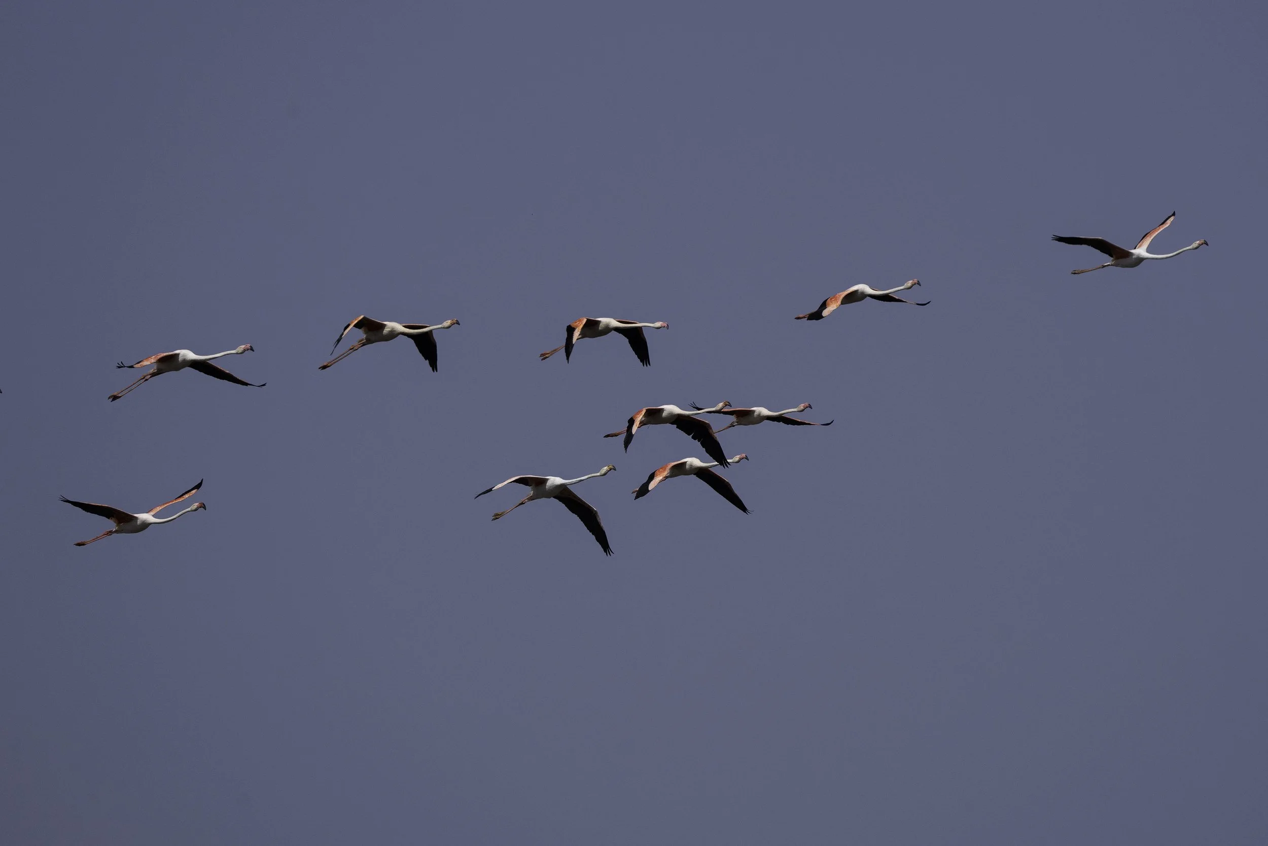 Greater Flamingo