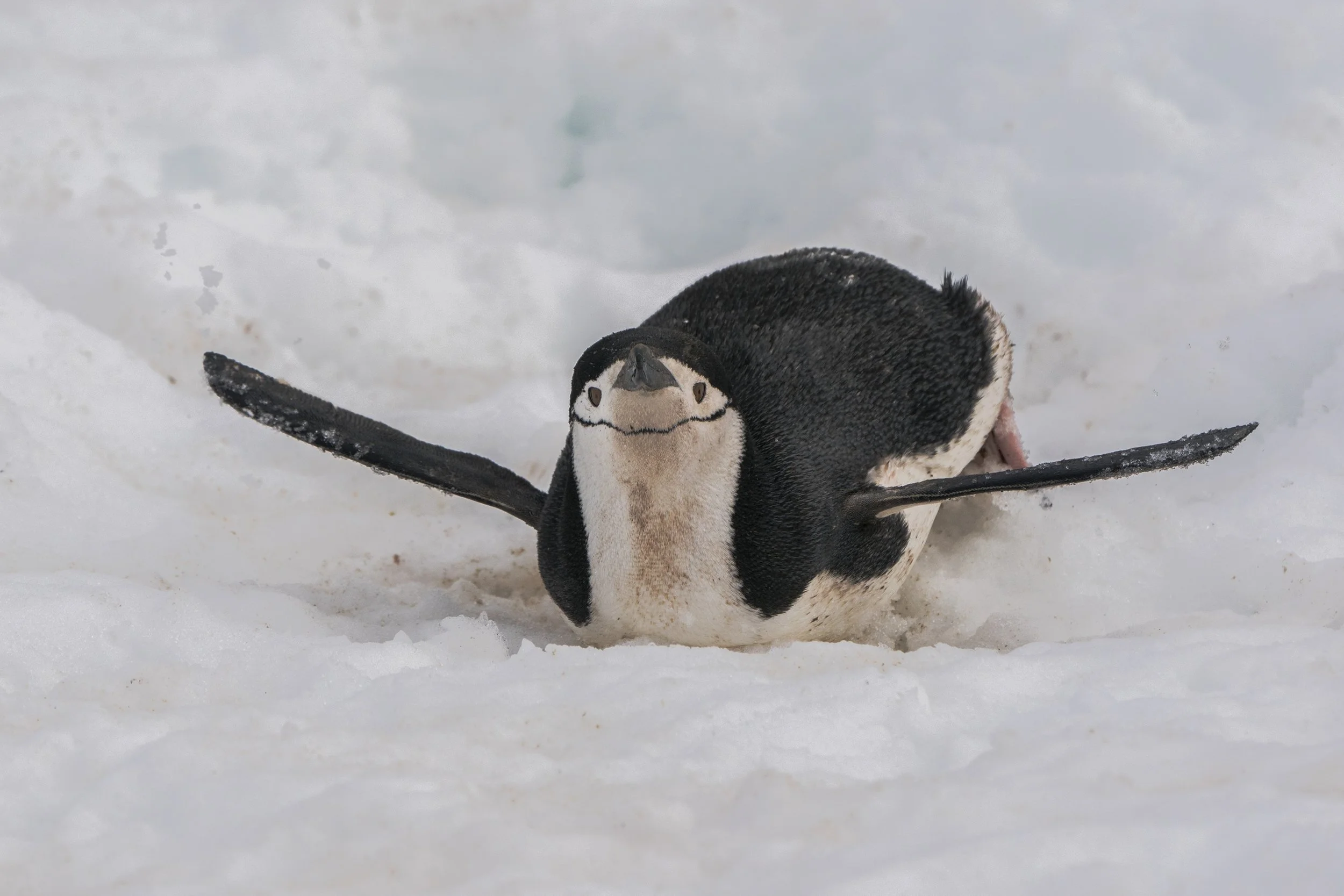 Chinstrap Penguin