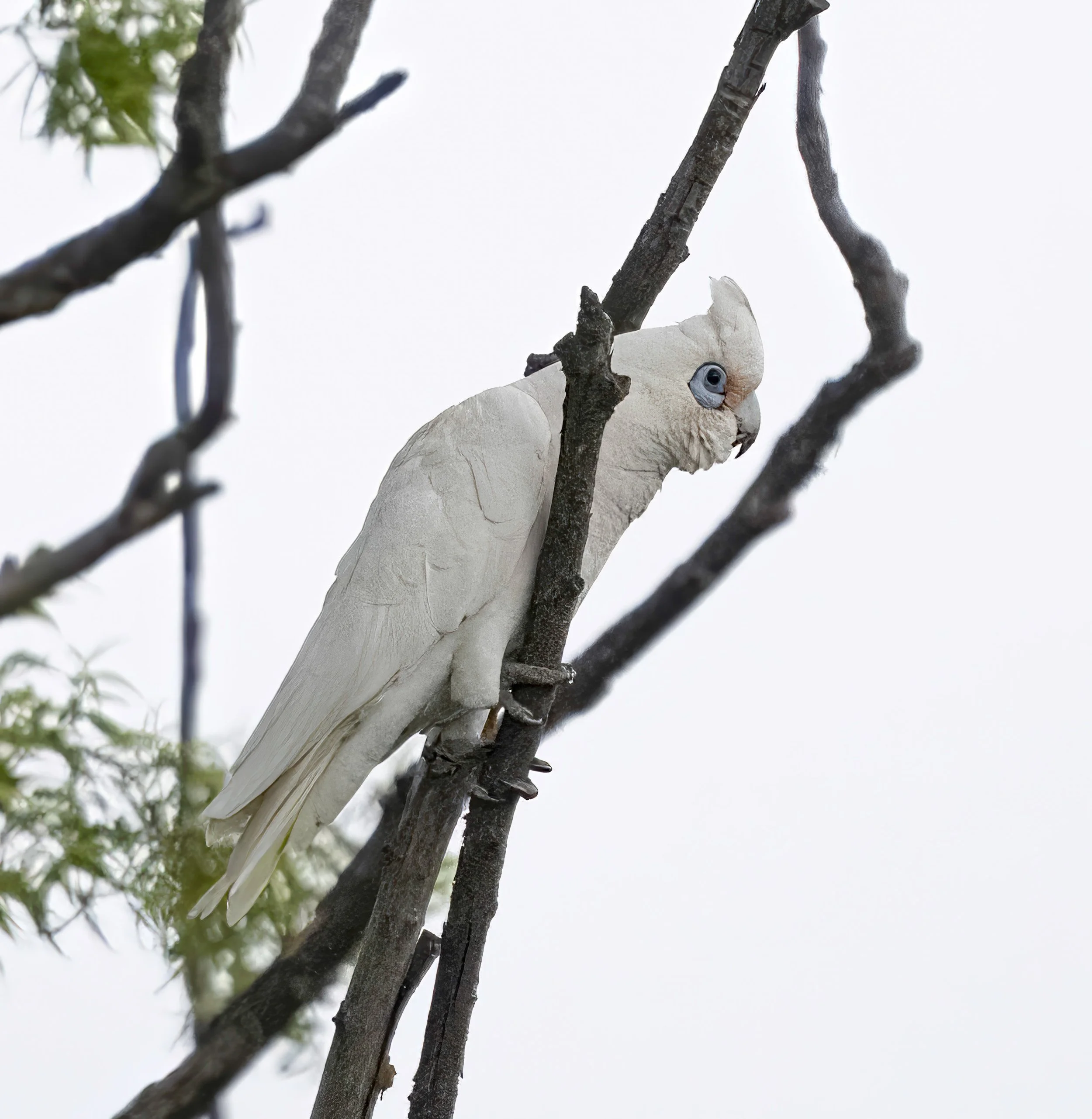 Little Corella