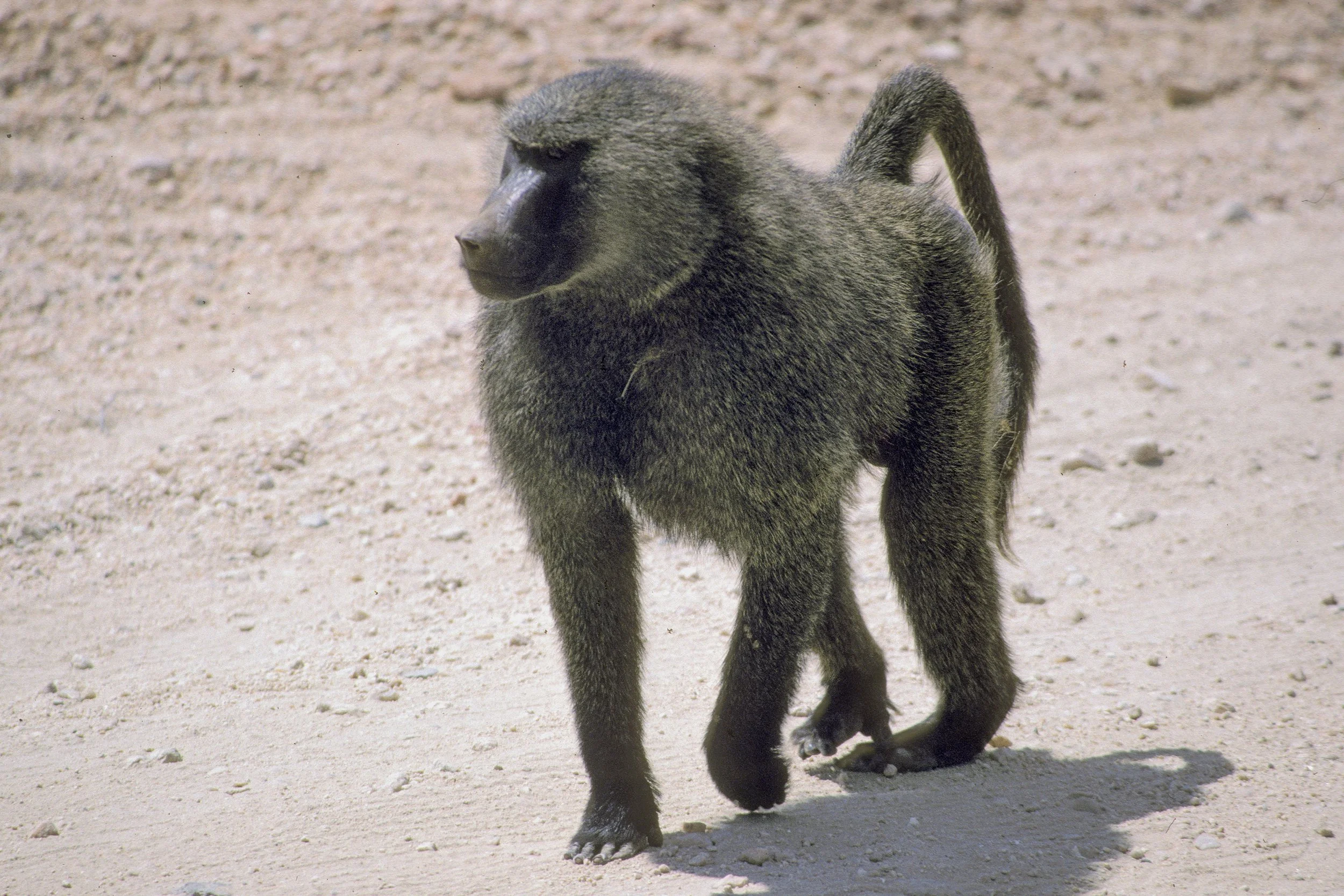 Baboon