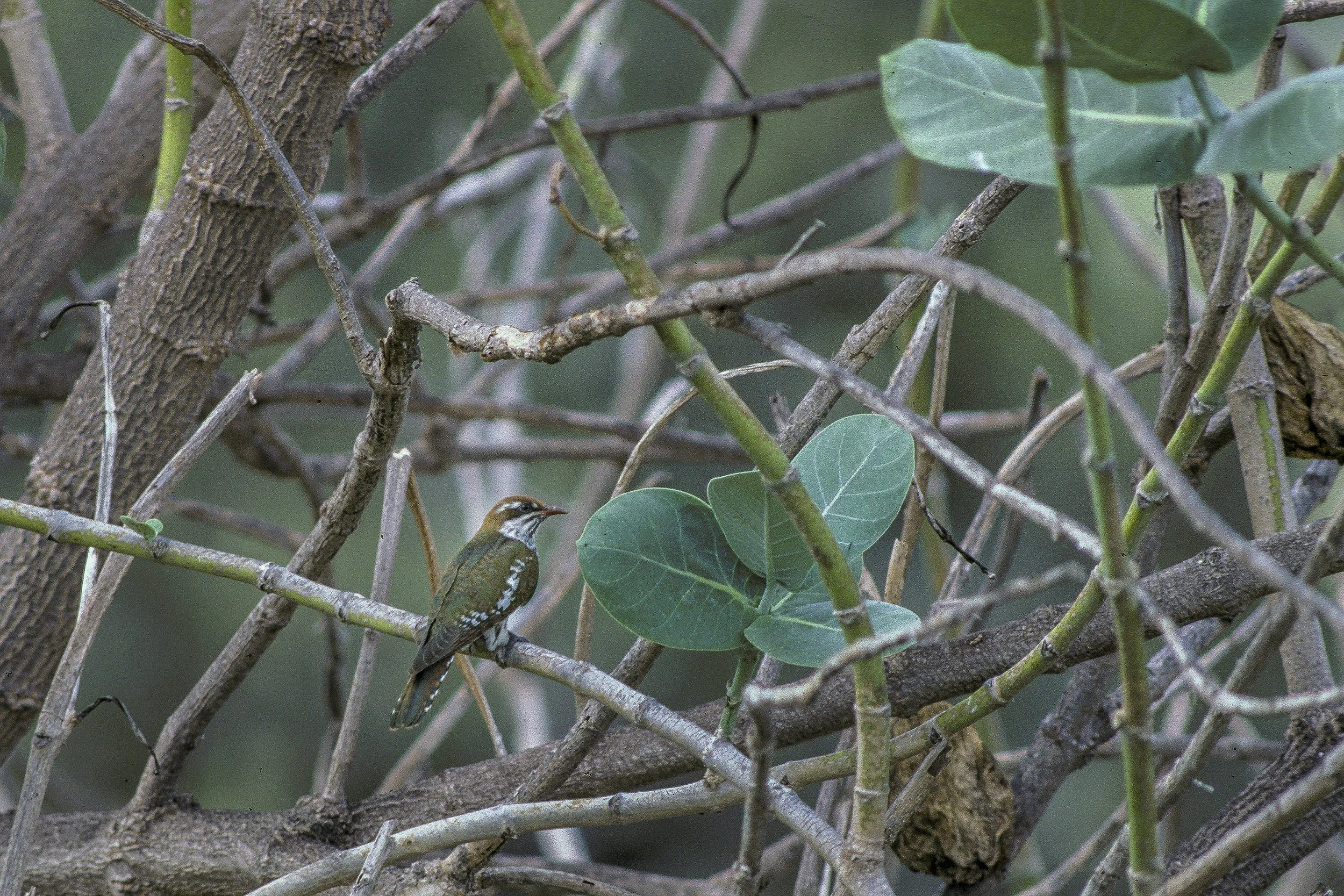 Dideric Cuckoo,