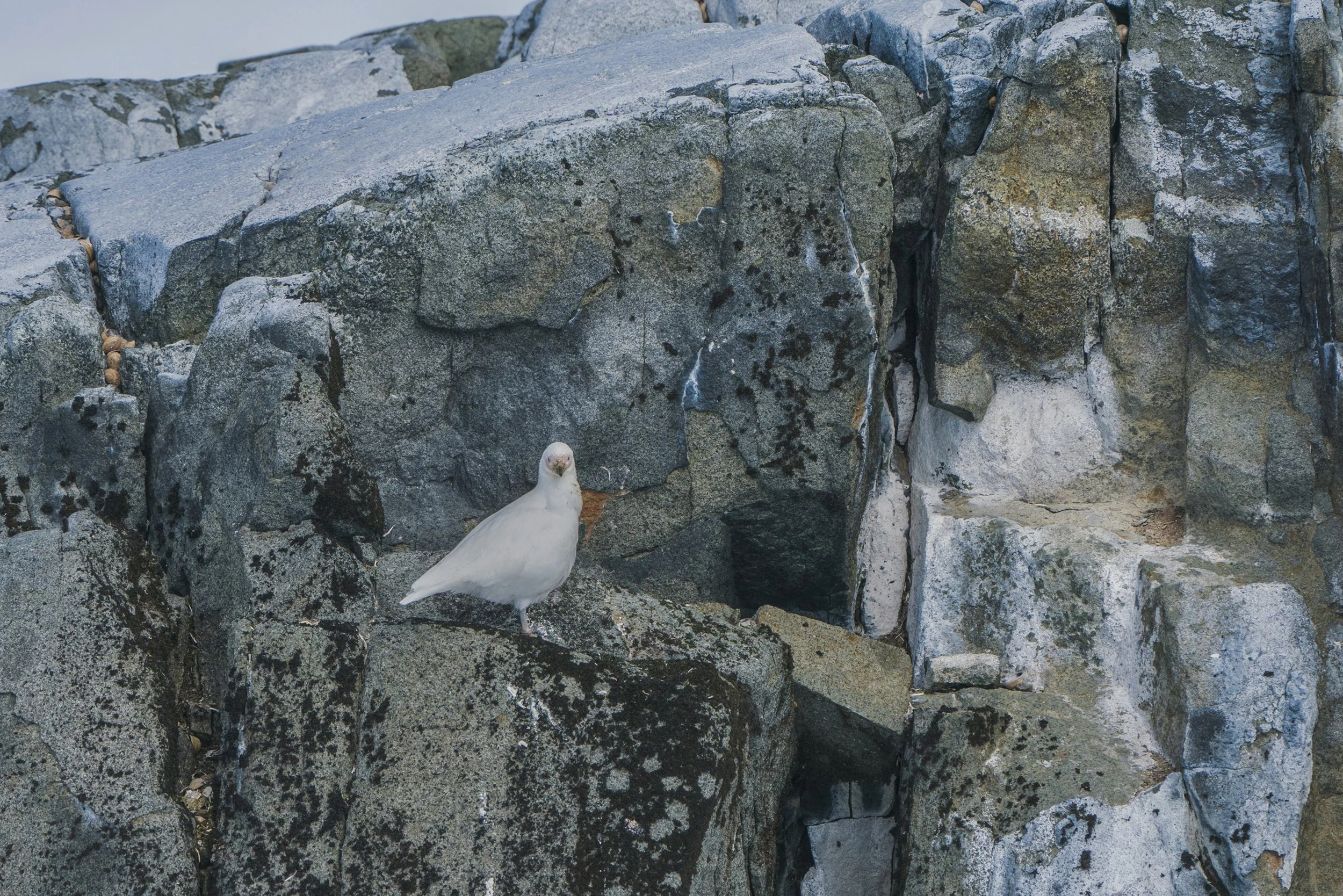 Snowy Sheathbill