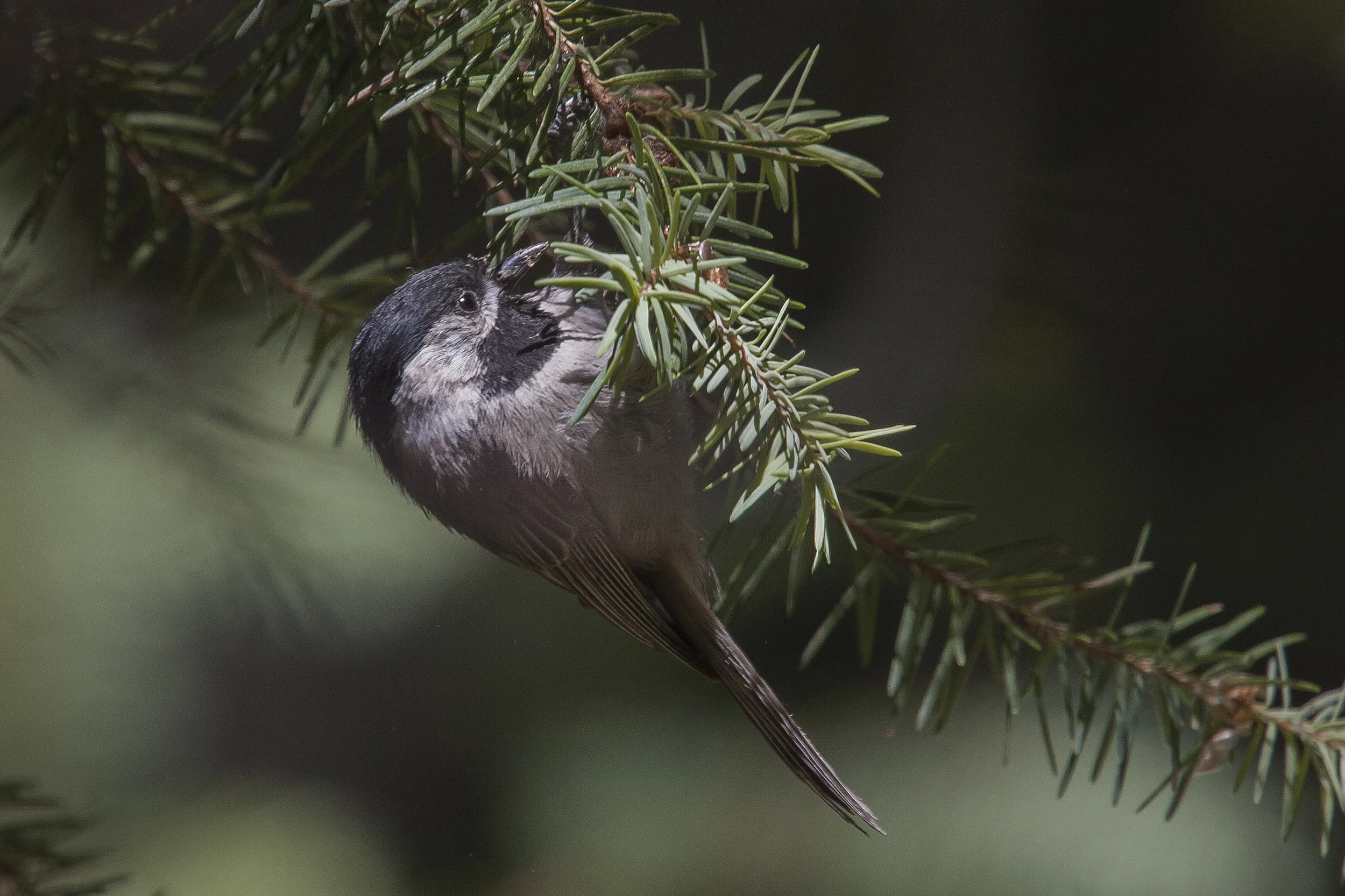 Mexican Chickadee