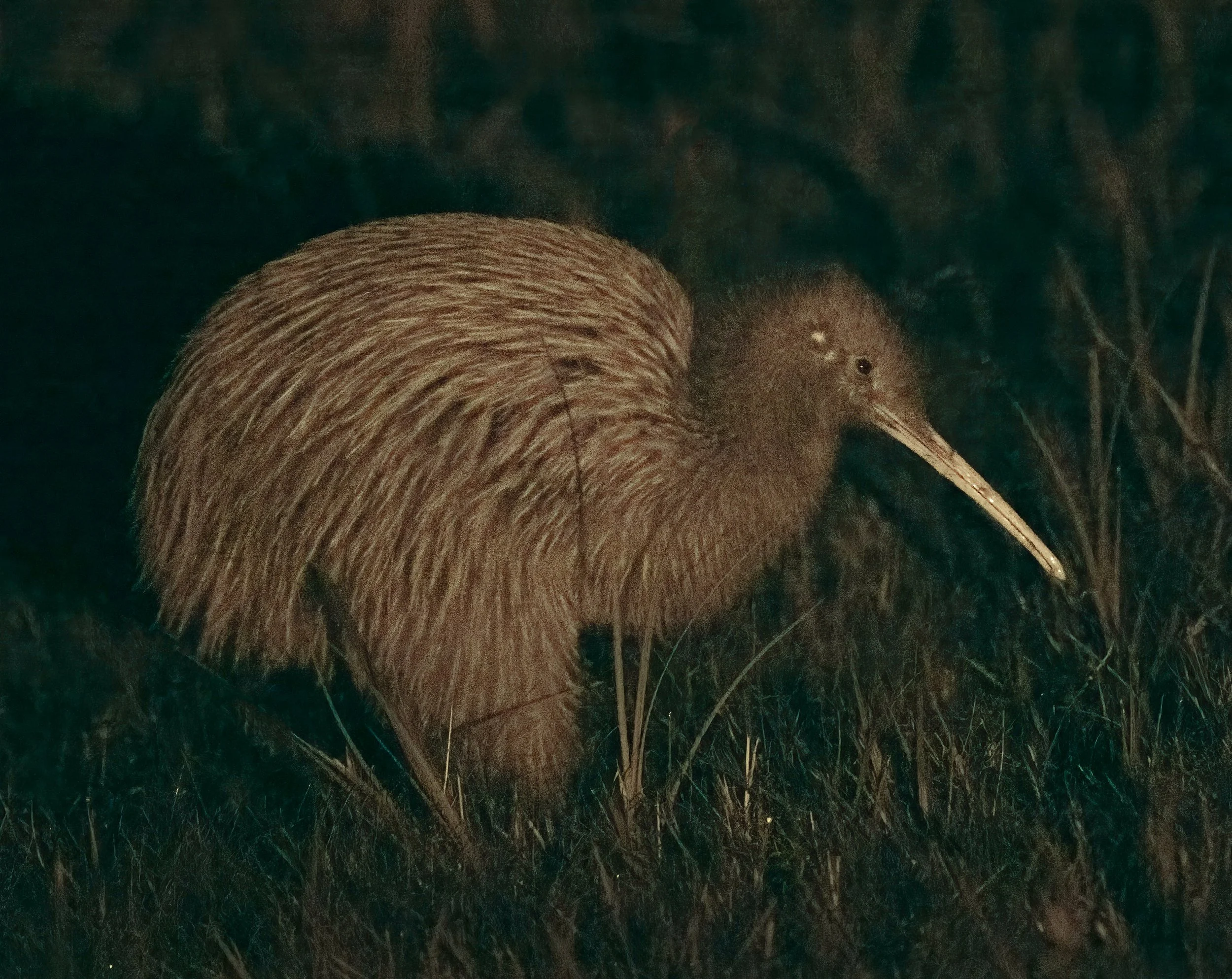 Southern Brown Kiwi