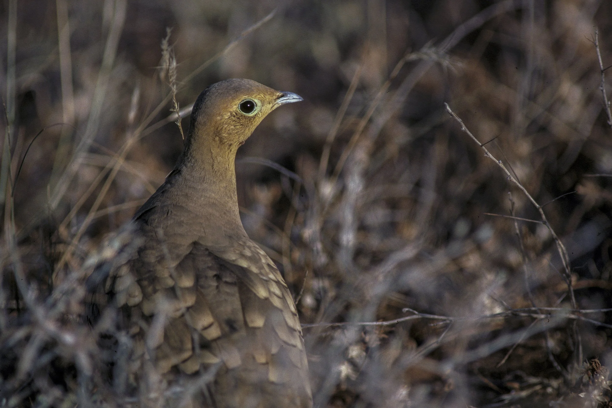 Chestnut Bellied Sandgrouse