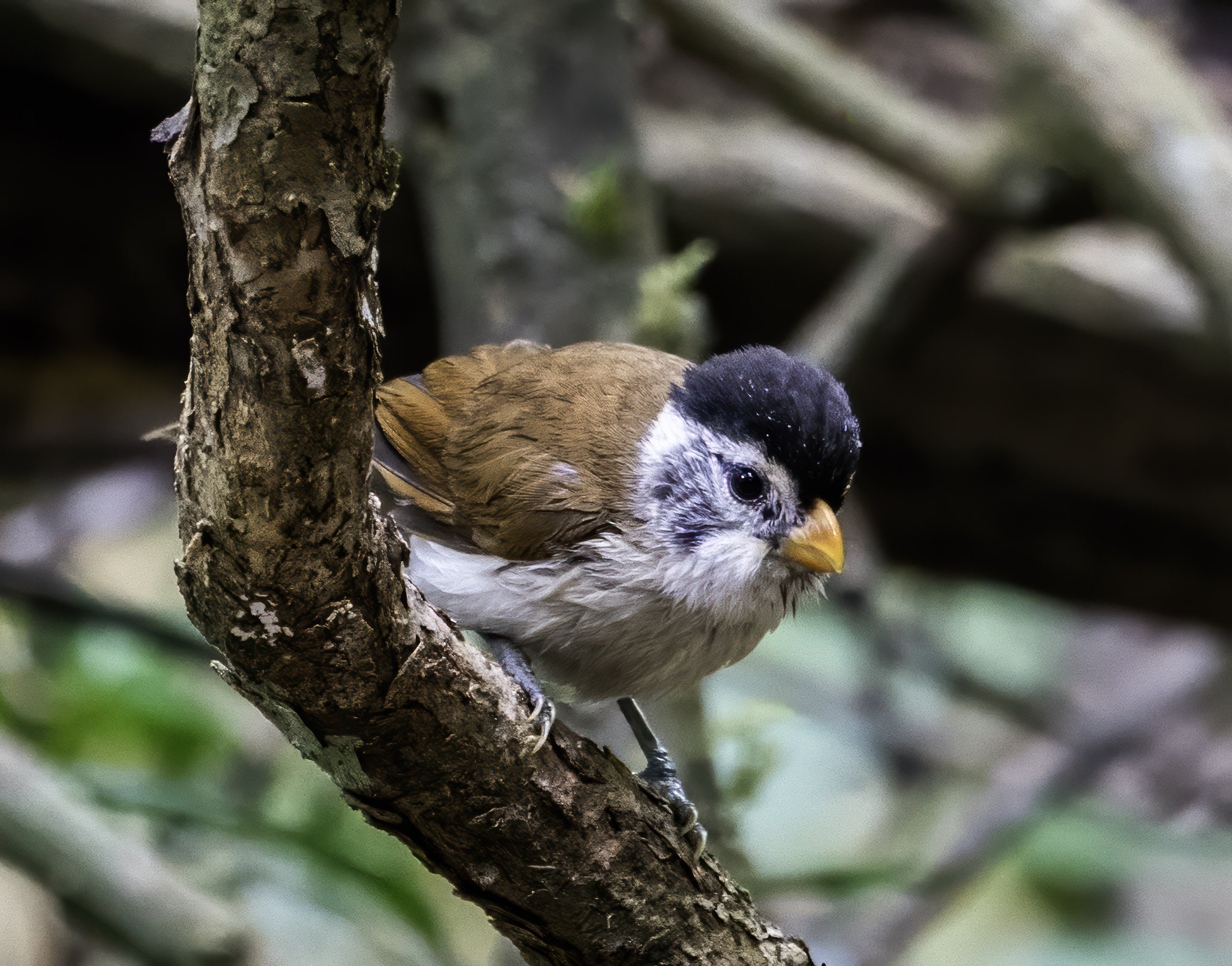 Black Headed Parrotbil