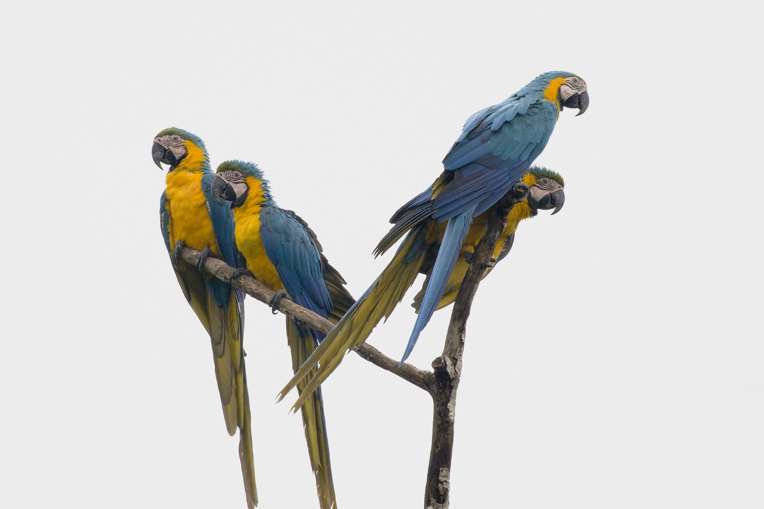 Blue and Yellow Macaw