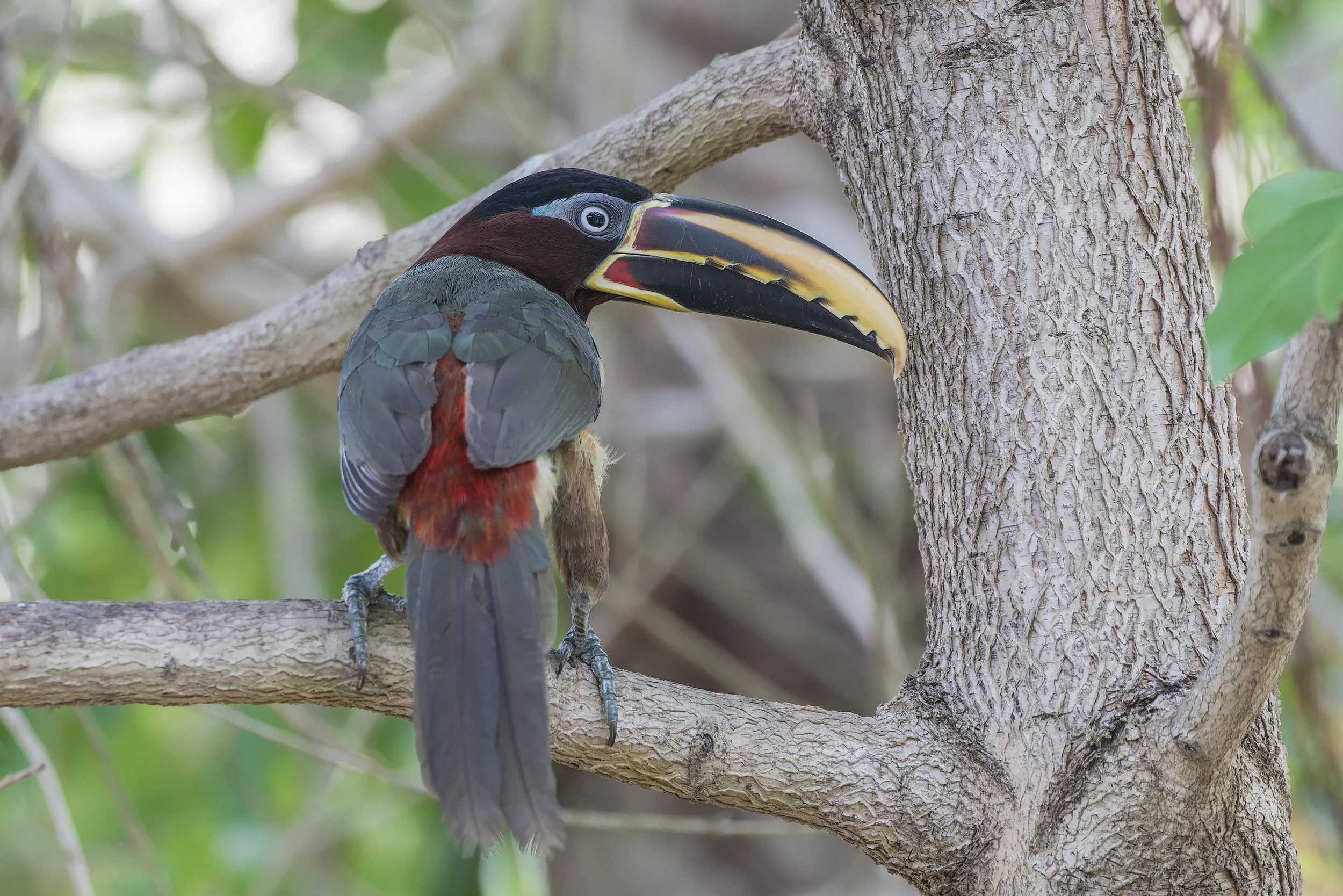 Chestnut Eared Aracari