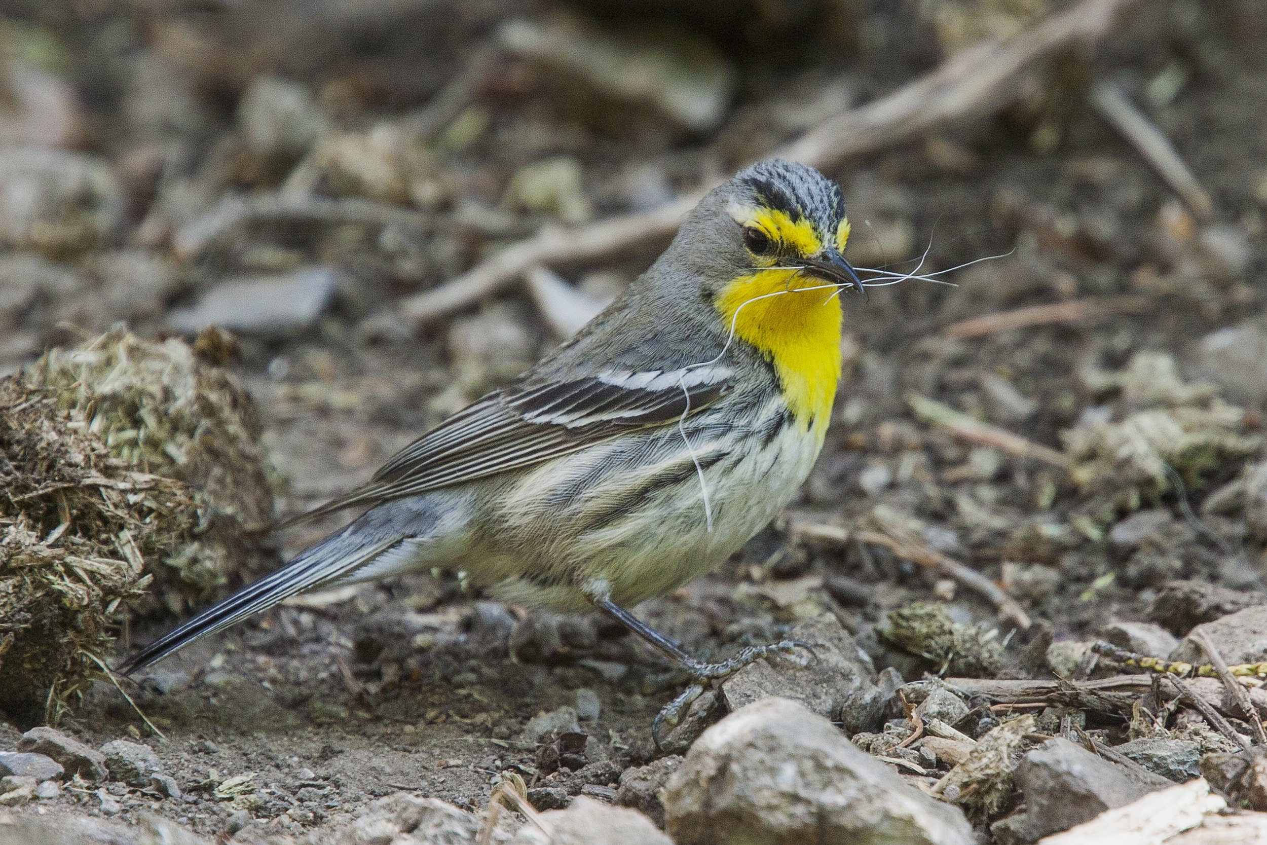 Graces Warbler